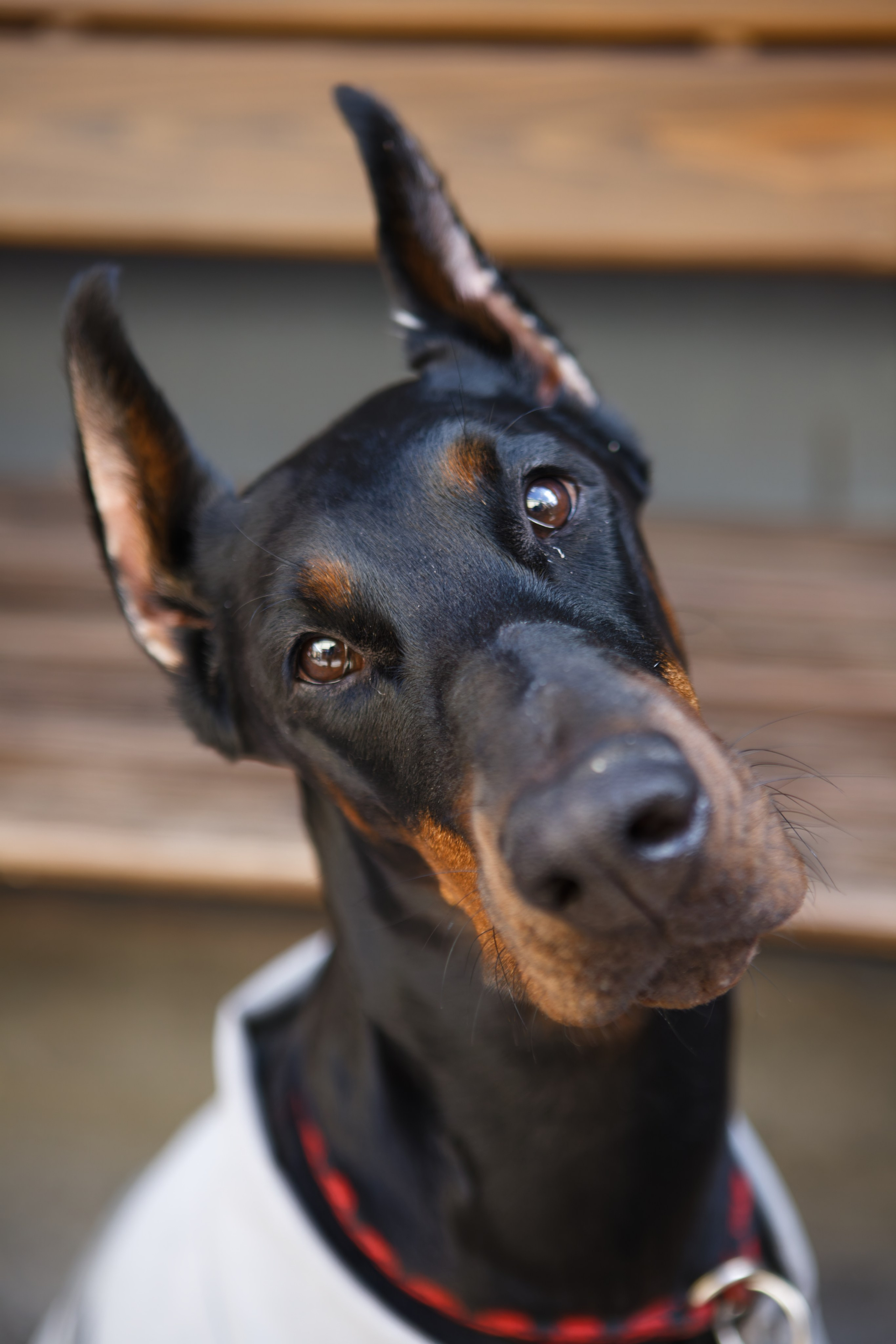 Мир животных. Репортажный и спортивный фотограф в г. Пермь Зильберг Павел