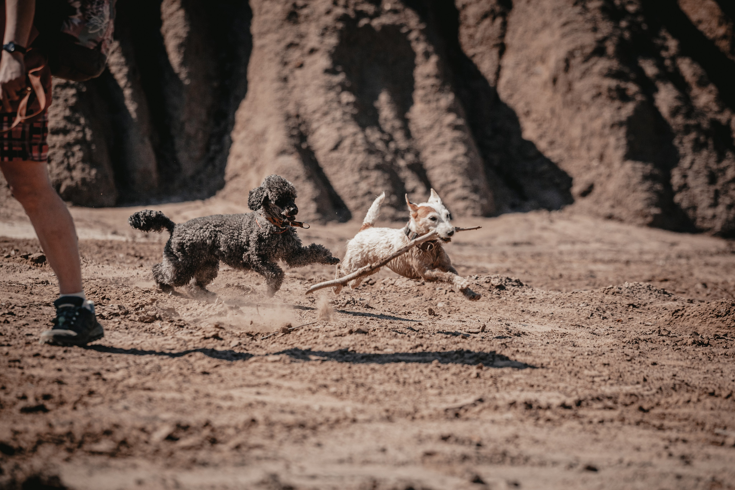 Кондуки. Фотограф-анималист Татьяна Степанова