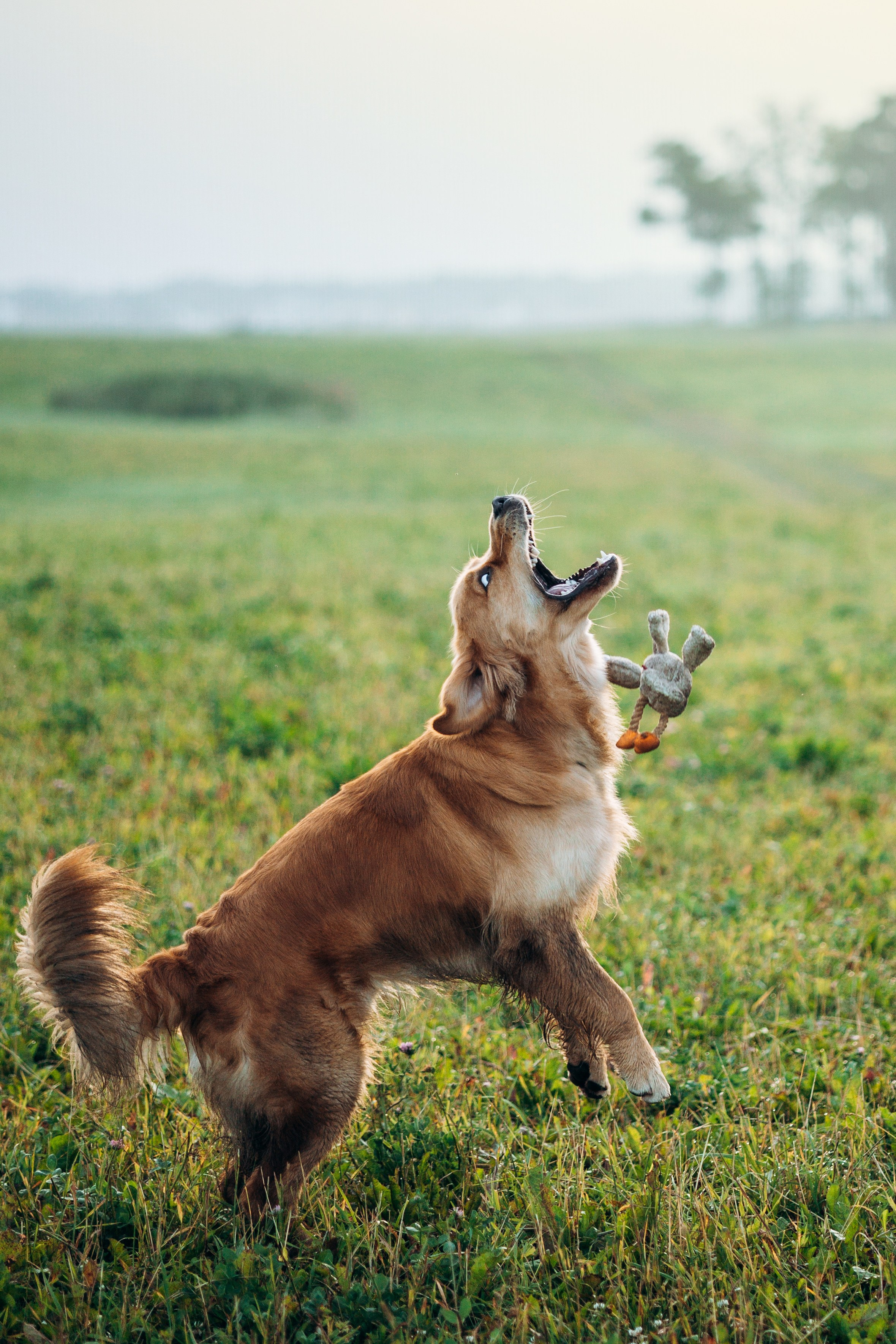 Аня и Ноллан. Фотограф — Анималист | Санкт-Петербург