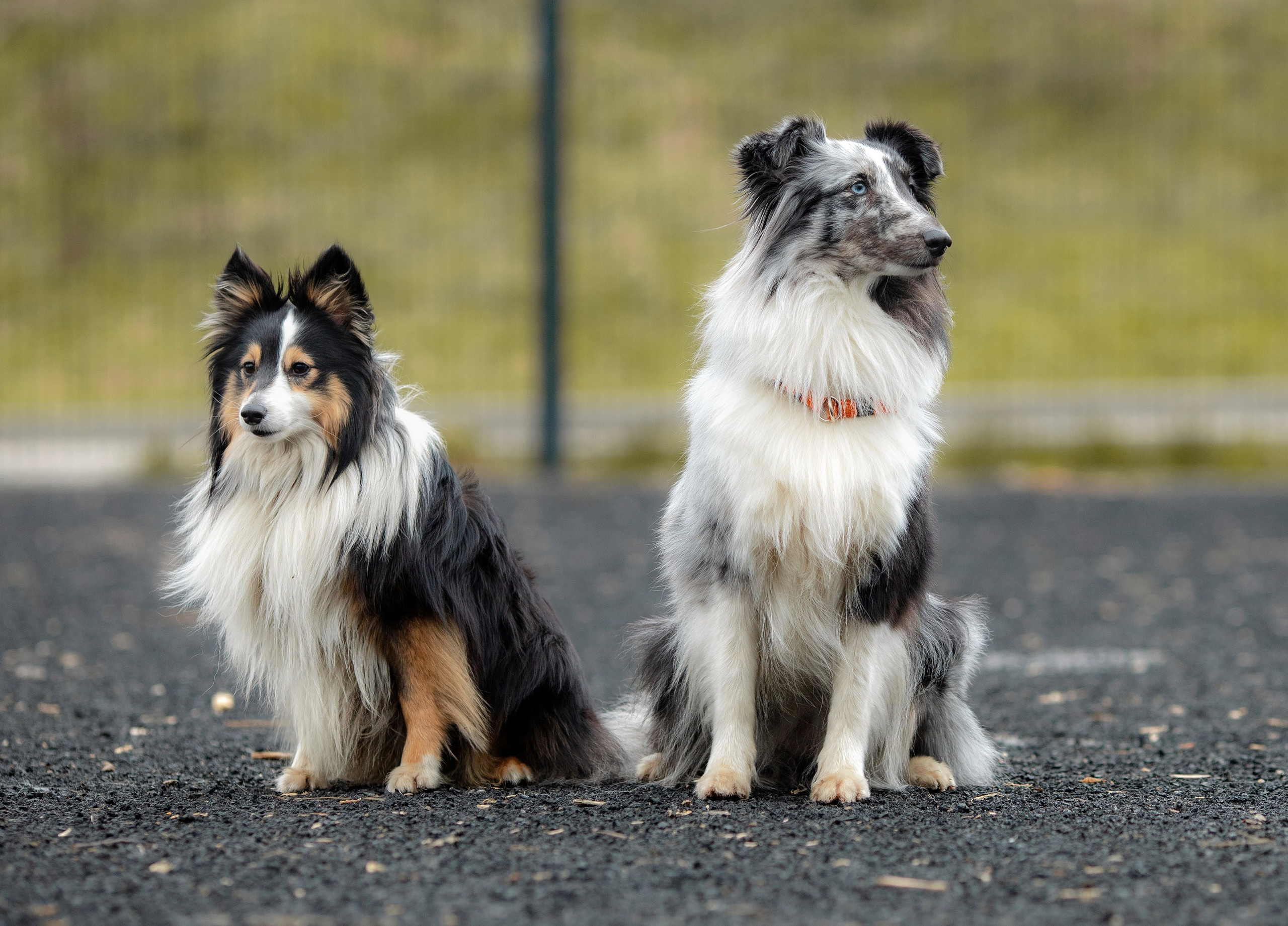 Шелти Встреча. Художник и Фотограф Тимохина Юлия