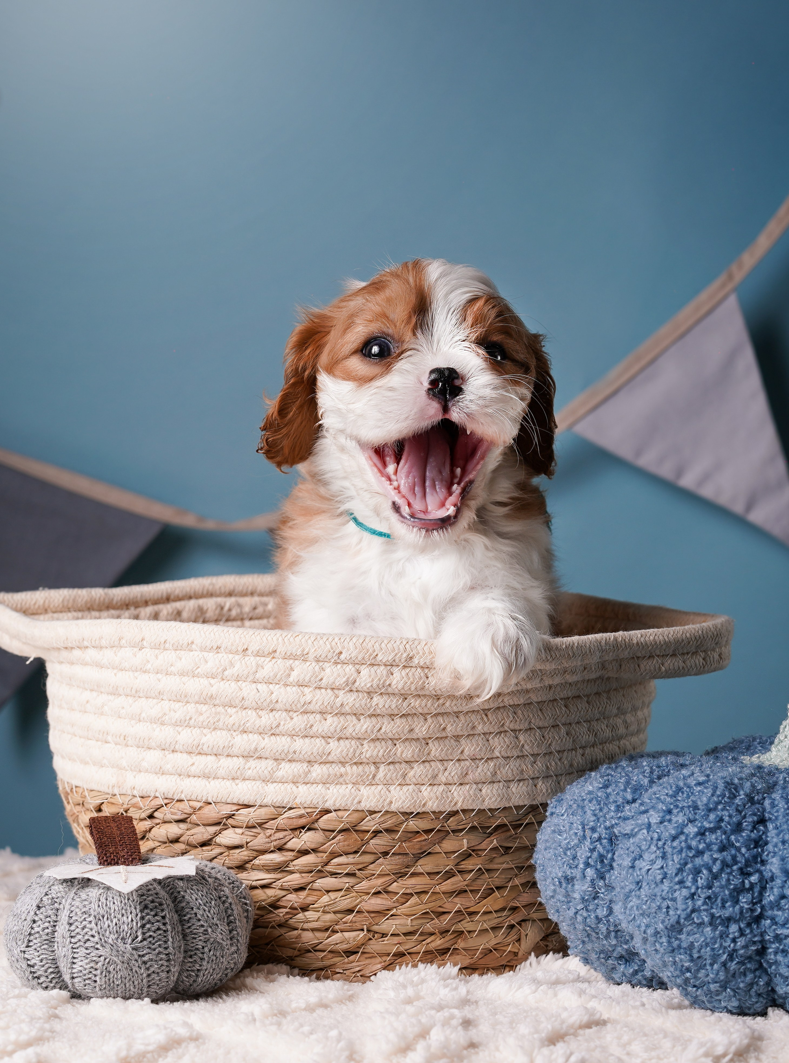 Щенки кавалера. Фотограф-анималист в Санкт-Петербурге Яна Мартынова