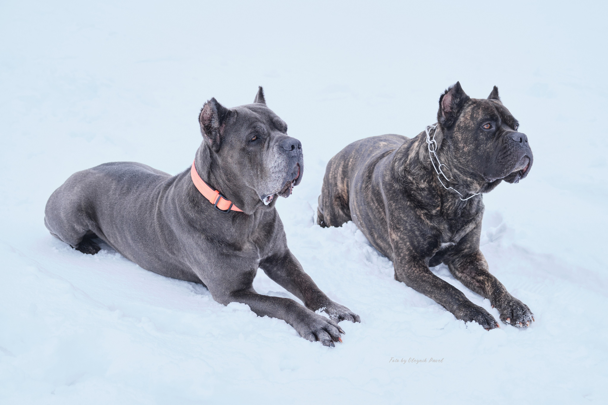Съемка животных. Репортажная фото и видеосъемка в Москве под ключ