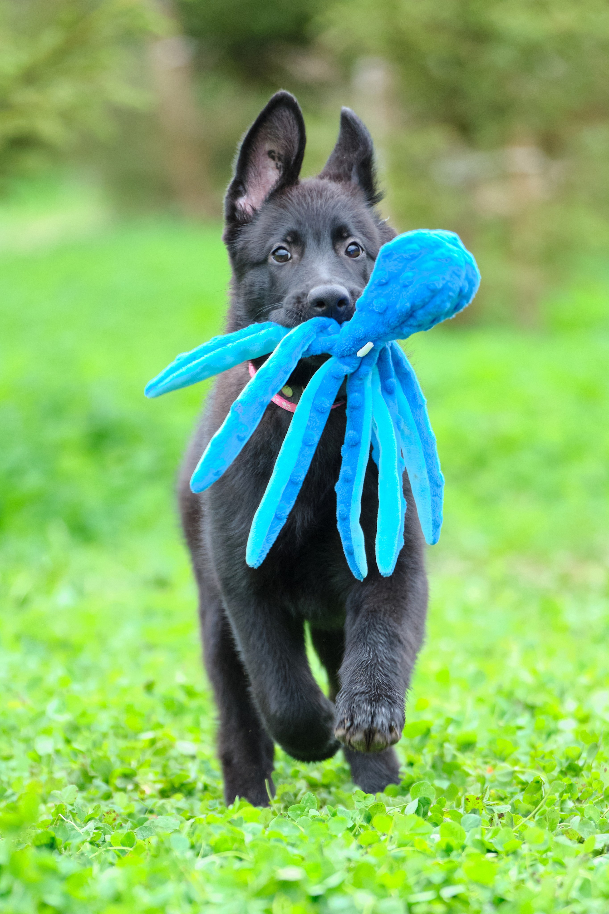 Фотосъемка на продажу щенков немецких овчарок, фотограф - анималист, фото играющих щенков, ищу фотографа и видеографа анималиста