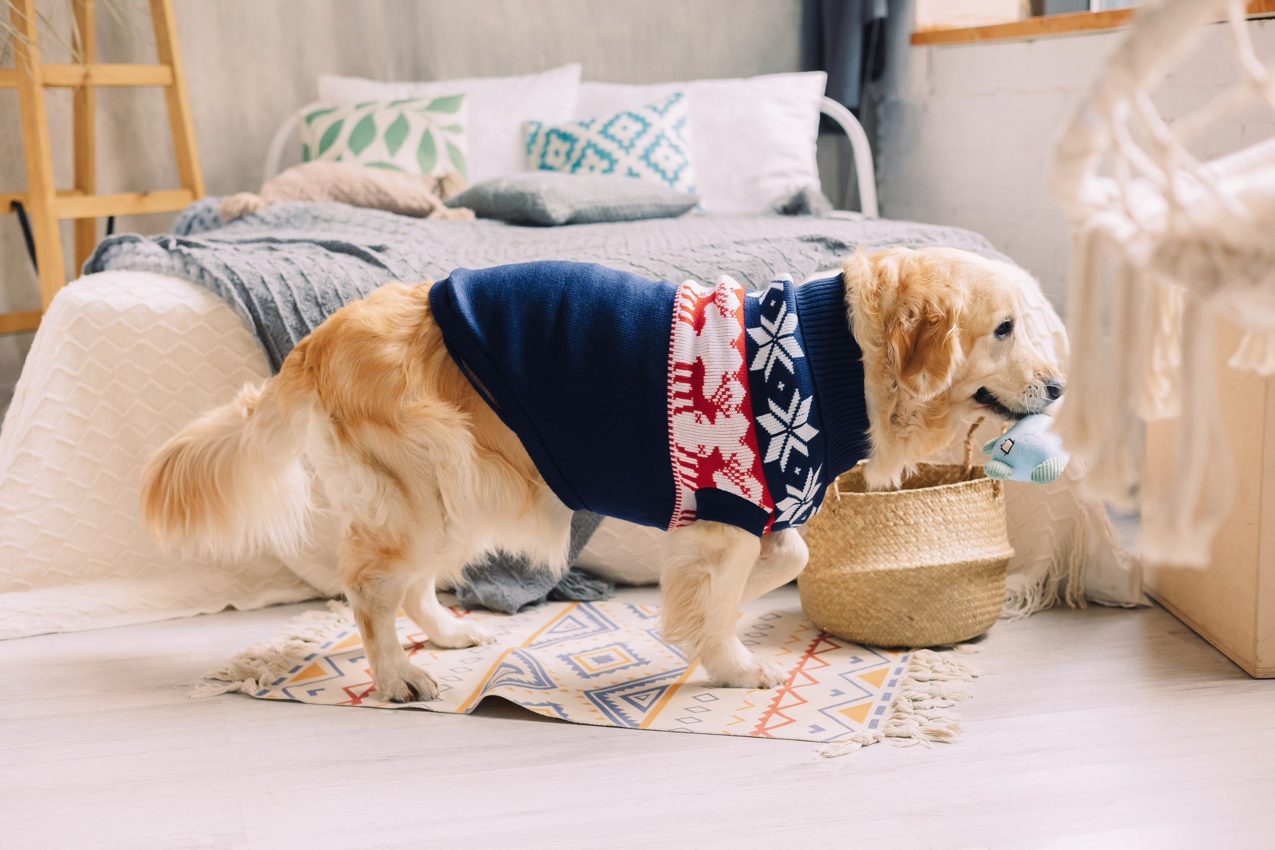 Магазин Friend of mine. Фотограф-анималист Елена Радченко, Москва