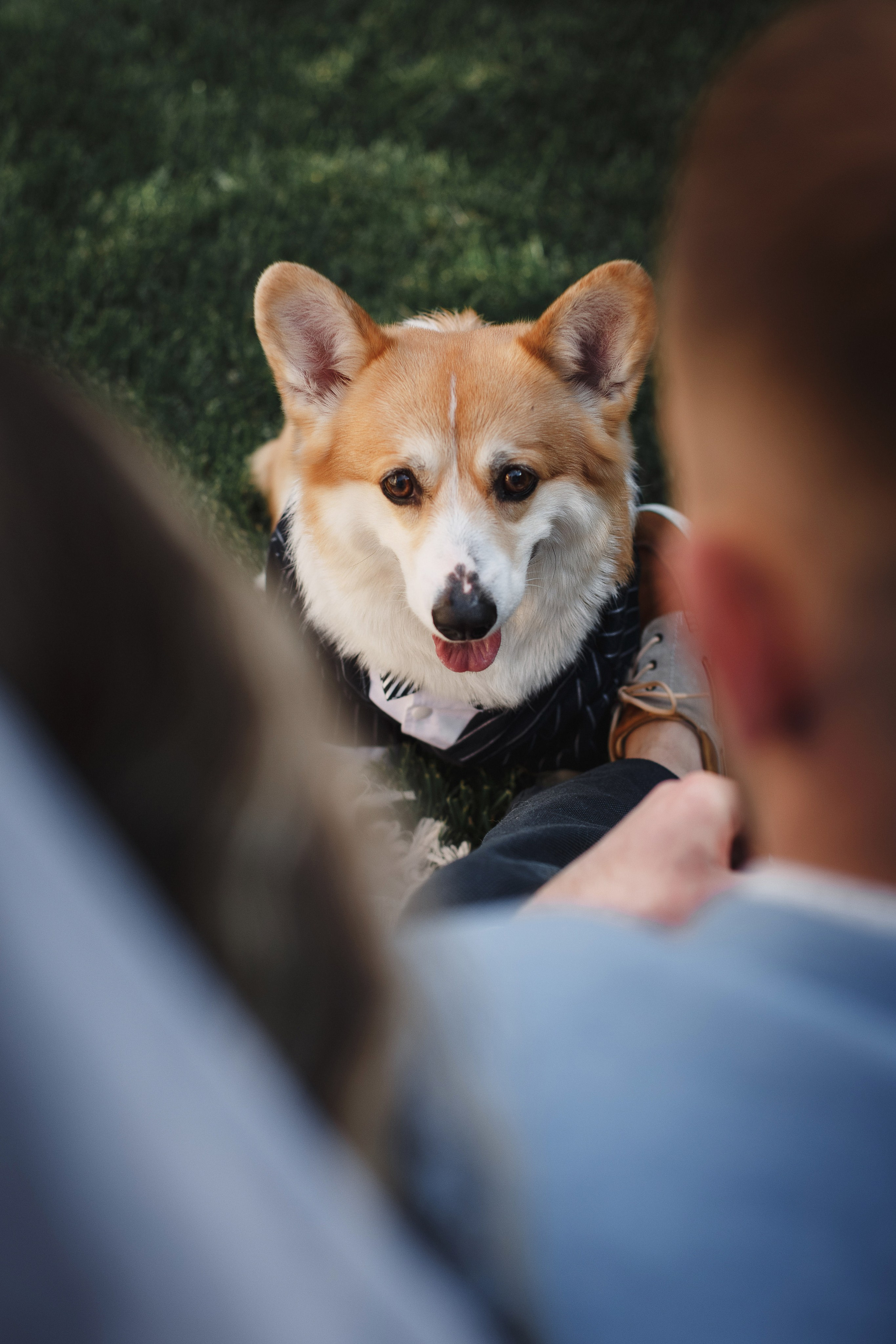 Фотосессия в Таганроге: Денис и Маша с их очаровательной собакой. Свадебный и семейный фотограф в Таганроге Бакарюк Антон