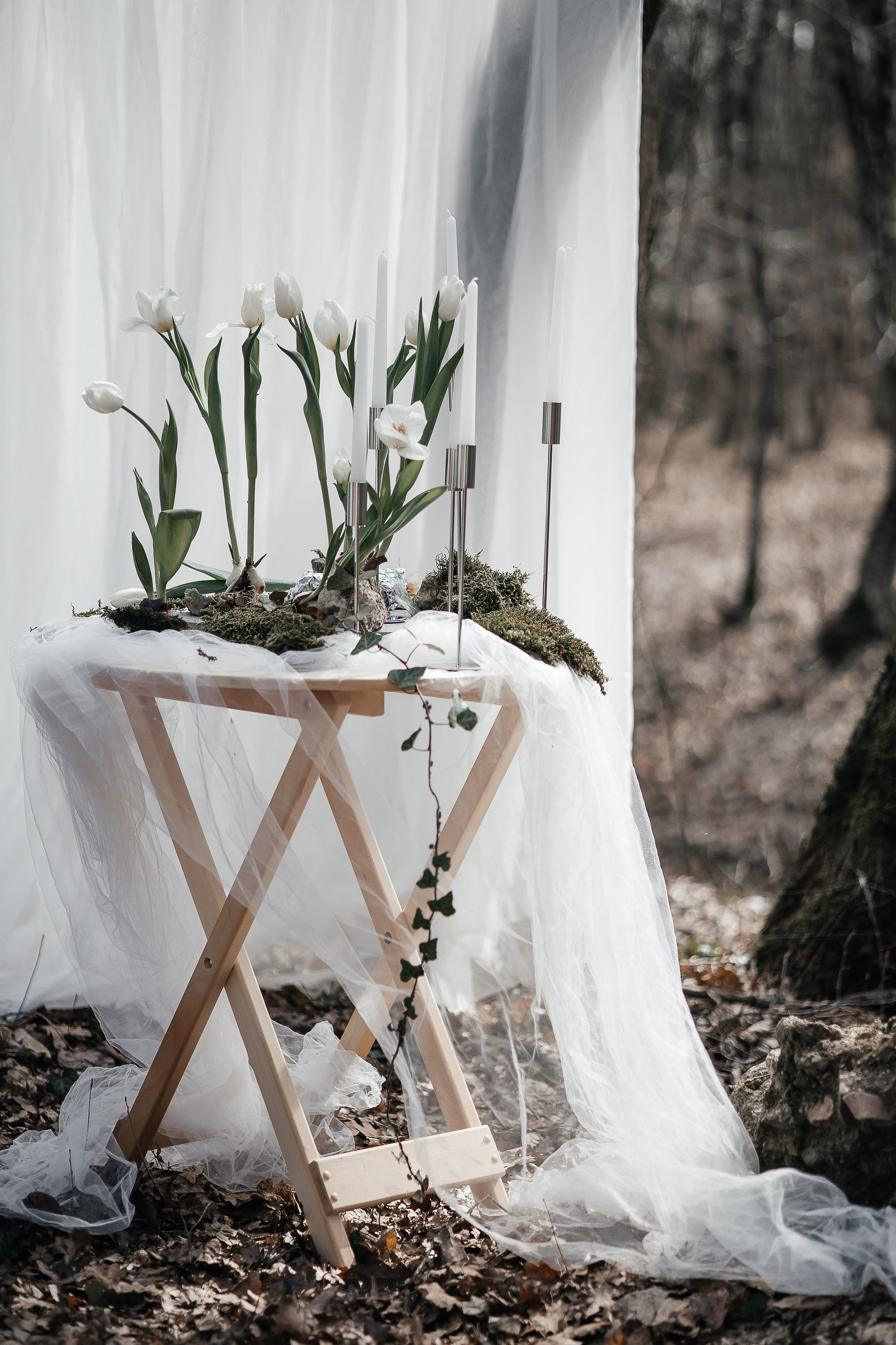 Тюльпаны. Фотограф в Севастополе — Евгения Бойко