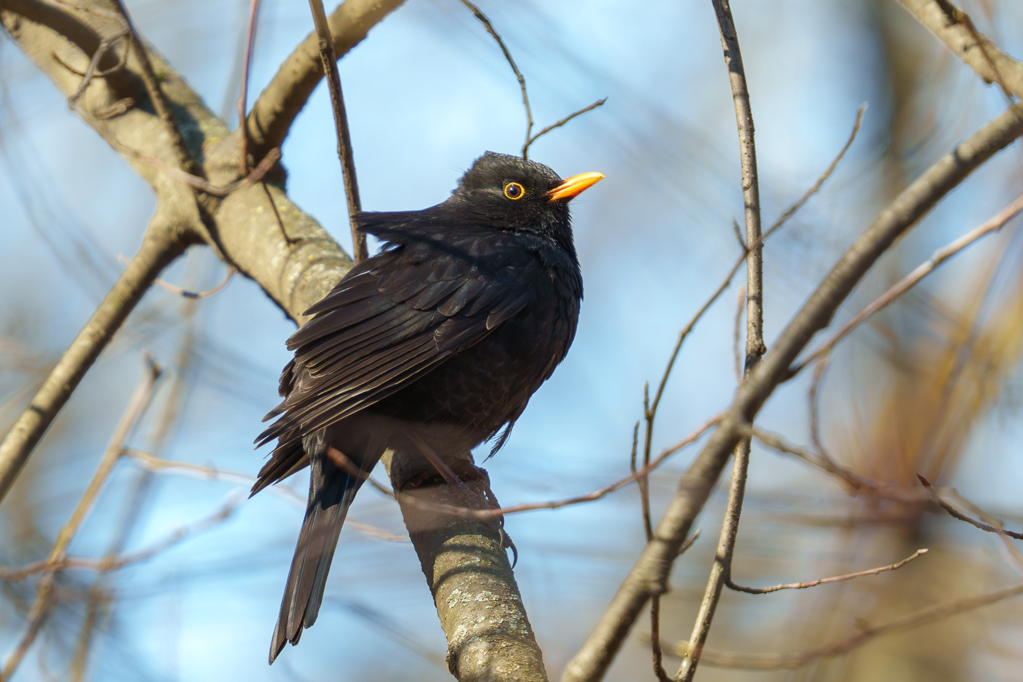 Удивительные мир птиц. Вокруг нас столько прекрасного — присмотритесь!. Ваш личный фотограф Марина Волкова