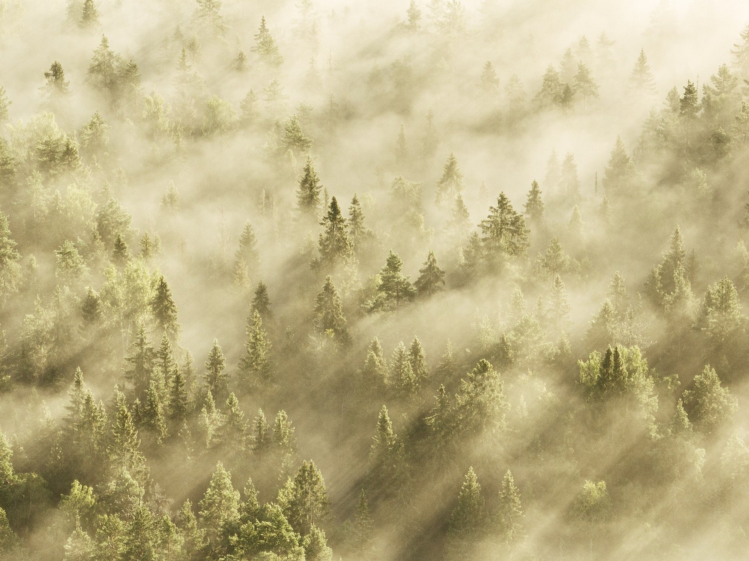 Карельский Перешеек. Фотограф Владимир Медведев
