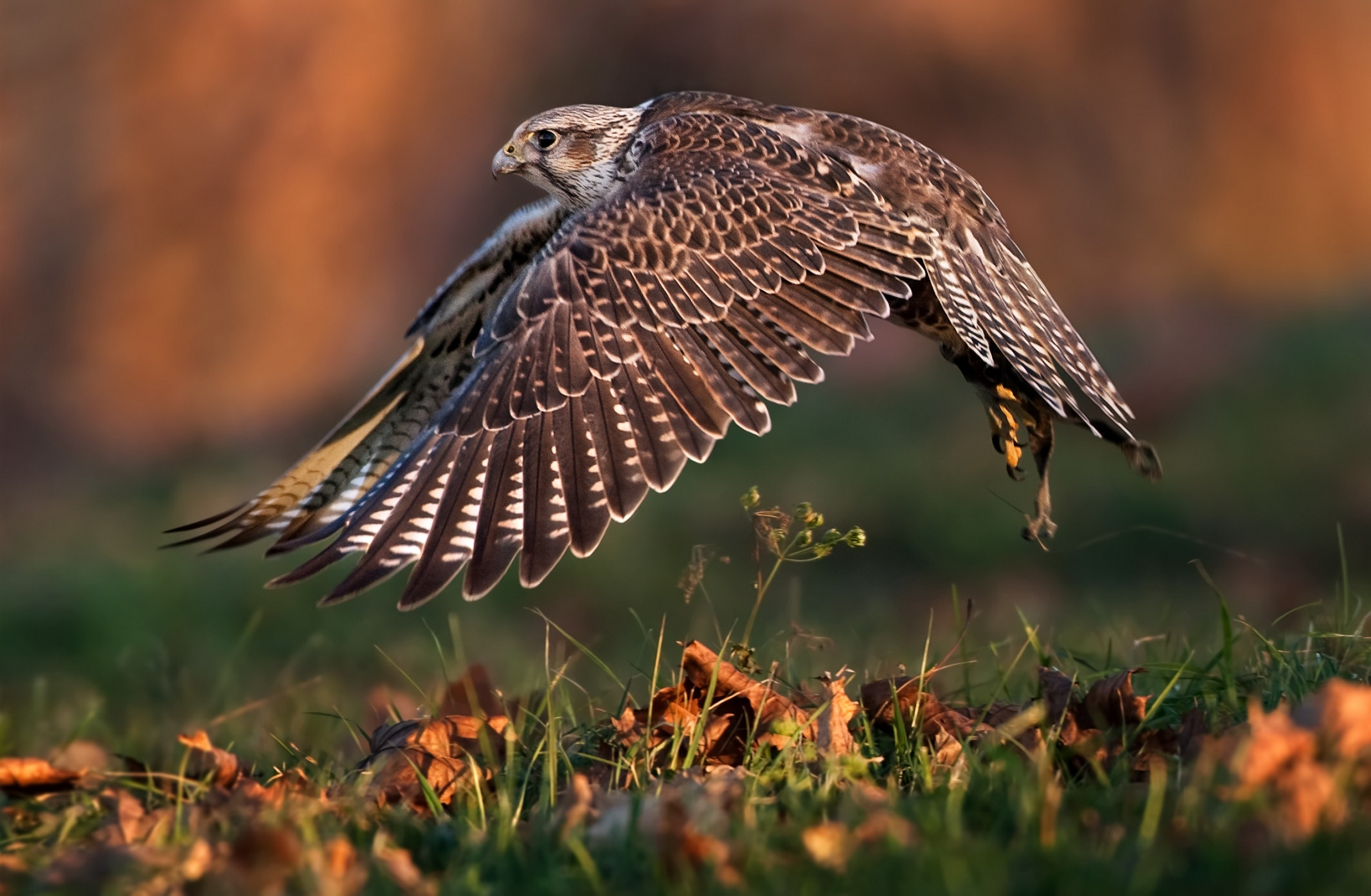 Средняя полоса России. Фотограф Владимир Медведев