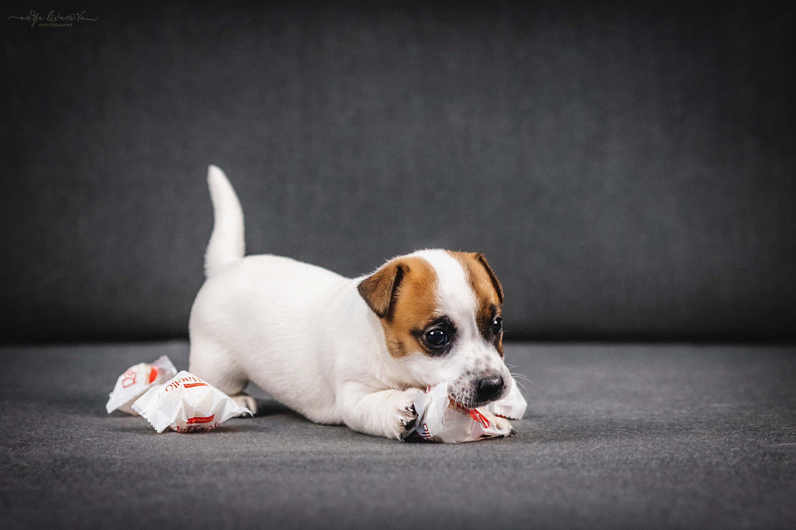 Джеки. Фотограф анималист Аня Ливанова | Рыбинск
