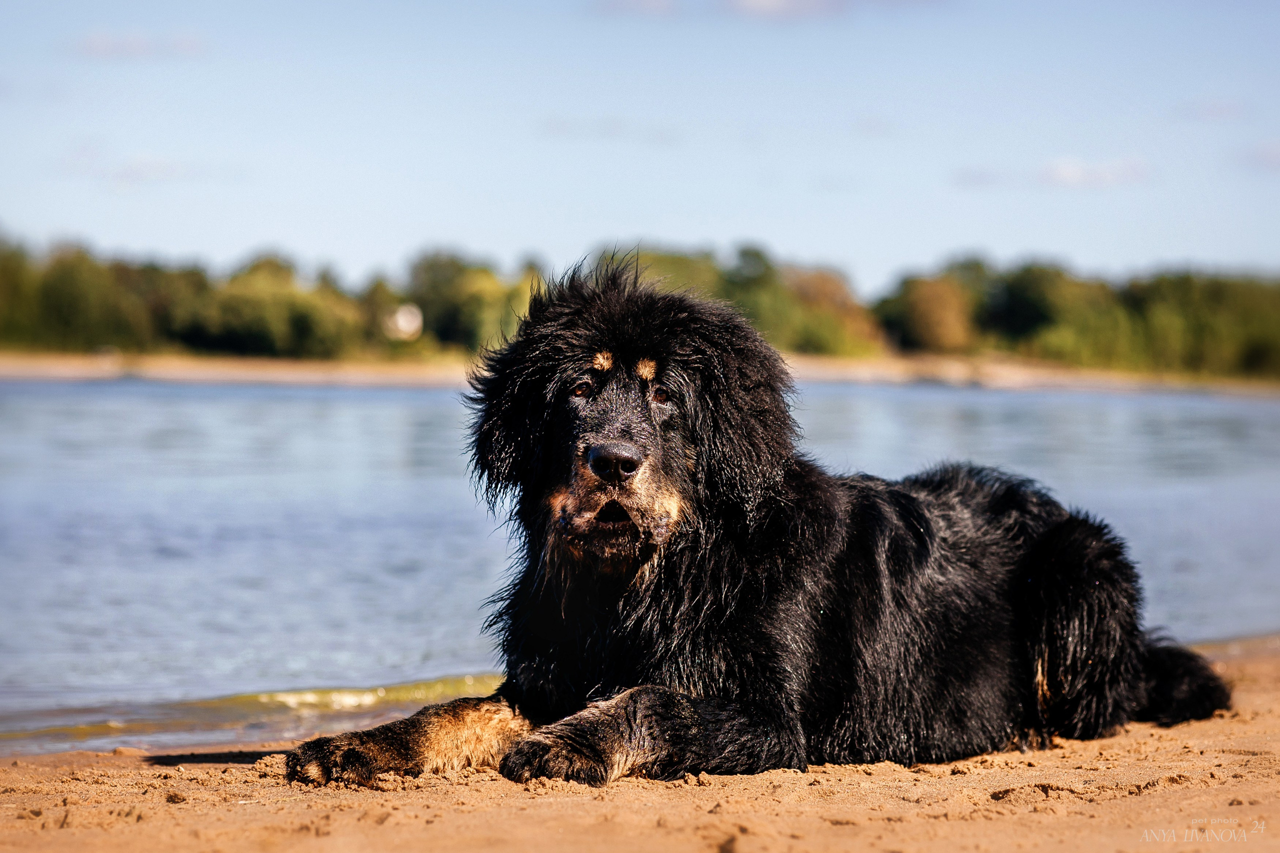 Адмирал. Фотограф анималист Аня Ливанова | Рыбинск