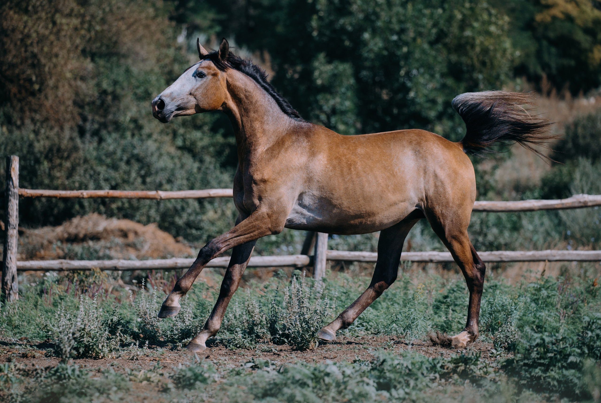 В движении. Фотограф-анималист Ксендзова Кристина