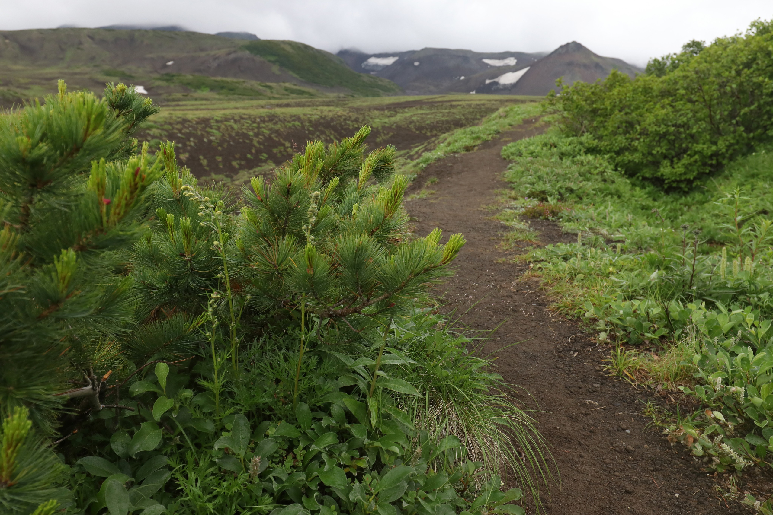 Камчатка и о. Парамушир. Июль 2024. Путешественник-фотограф из Санкт-Петербурга Татьяна Свистулина