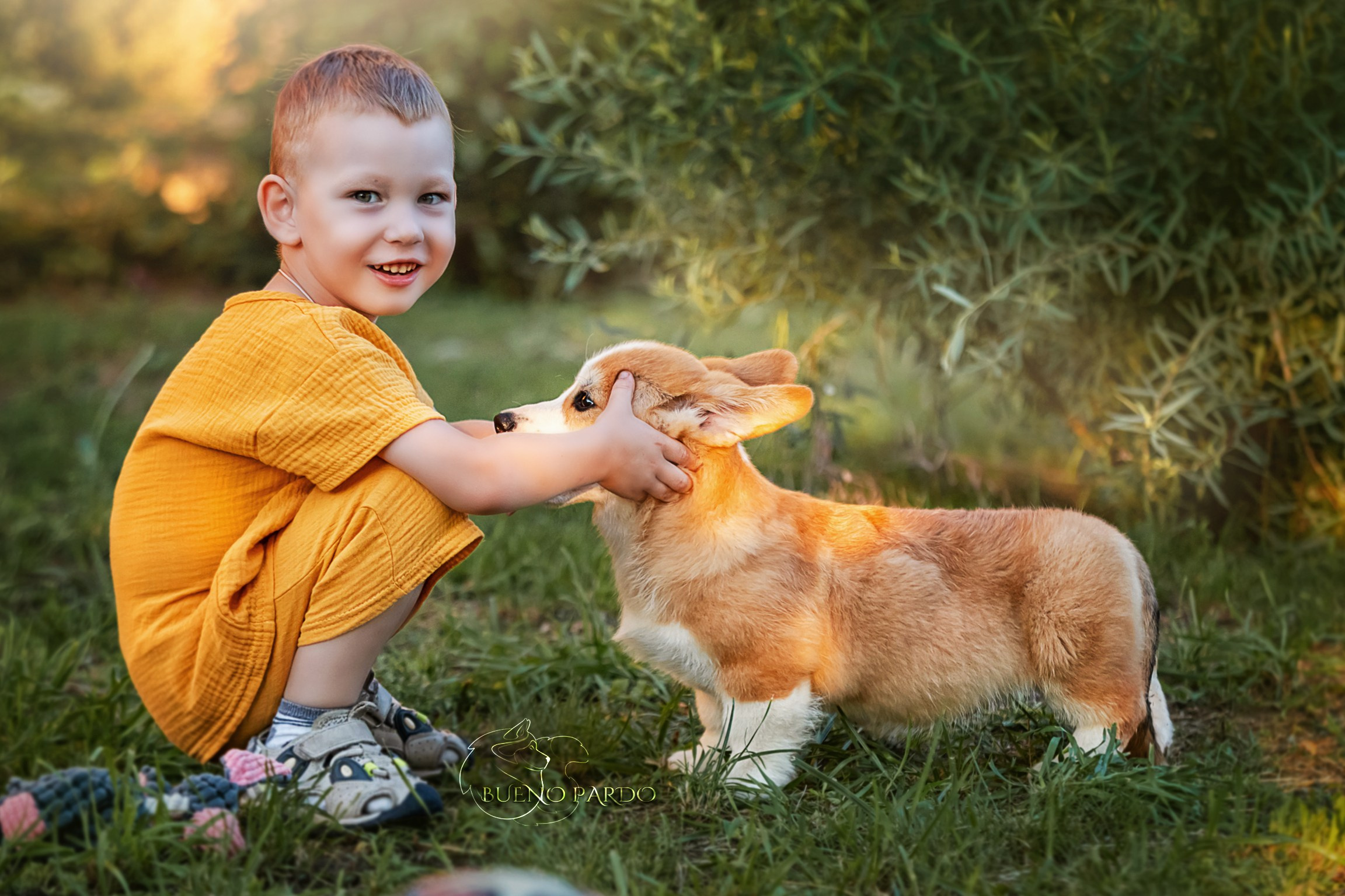 Щенки вельш корги пемброк из питомника. Питомник собак Акита, Хаски, Корги