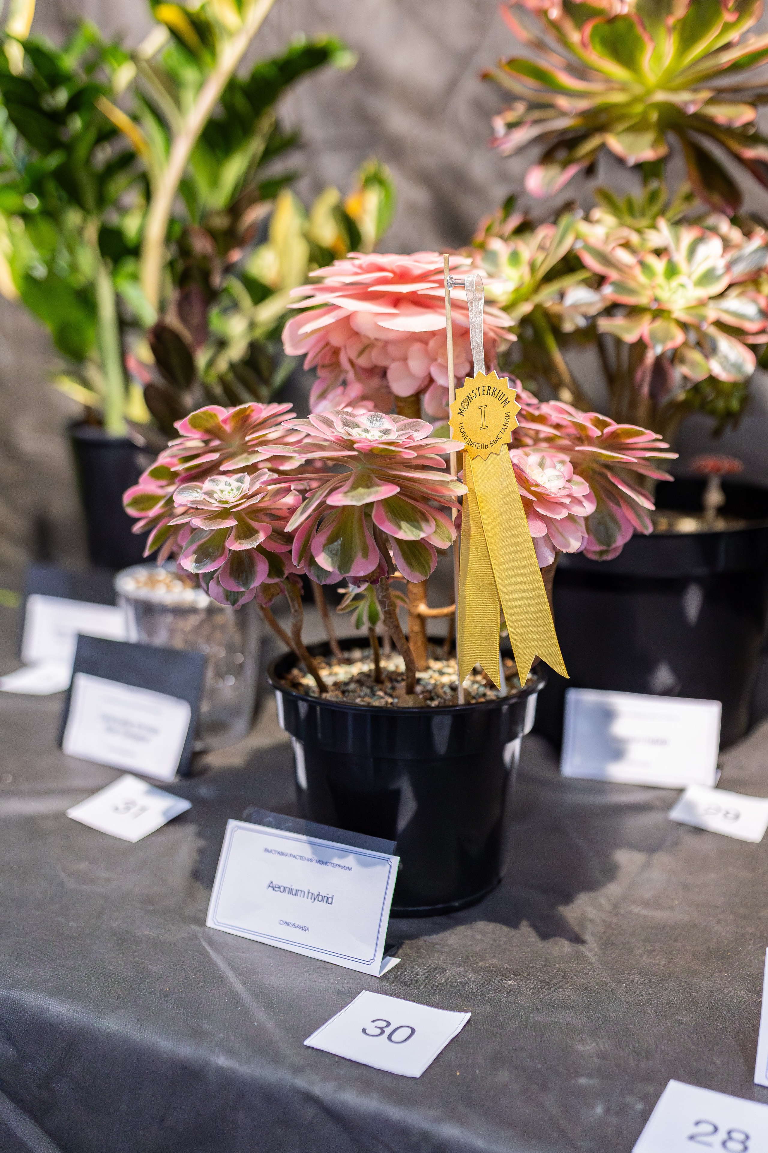 Монстериум апрель 2026. Александра Куликова фотограф, Москва