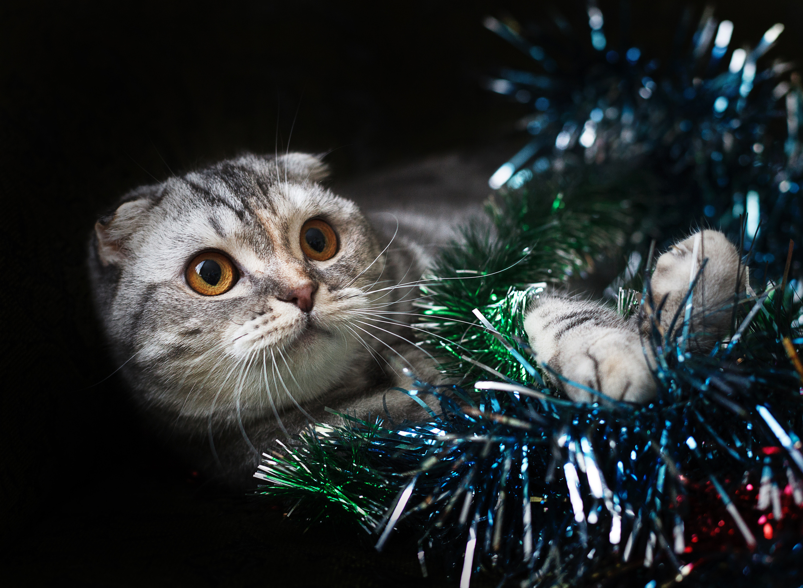 Съёмка животных и макро фото (Photographing animals and macro). Фотограф (photographer) Lischinski Vitaliy