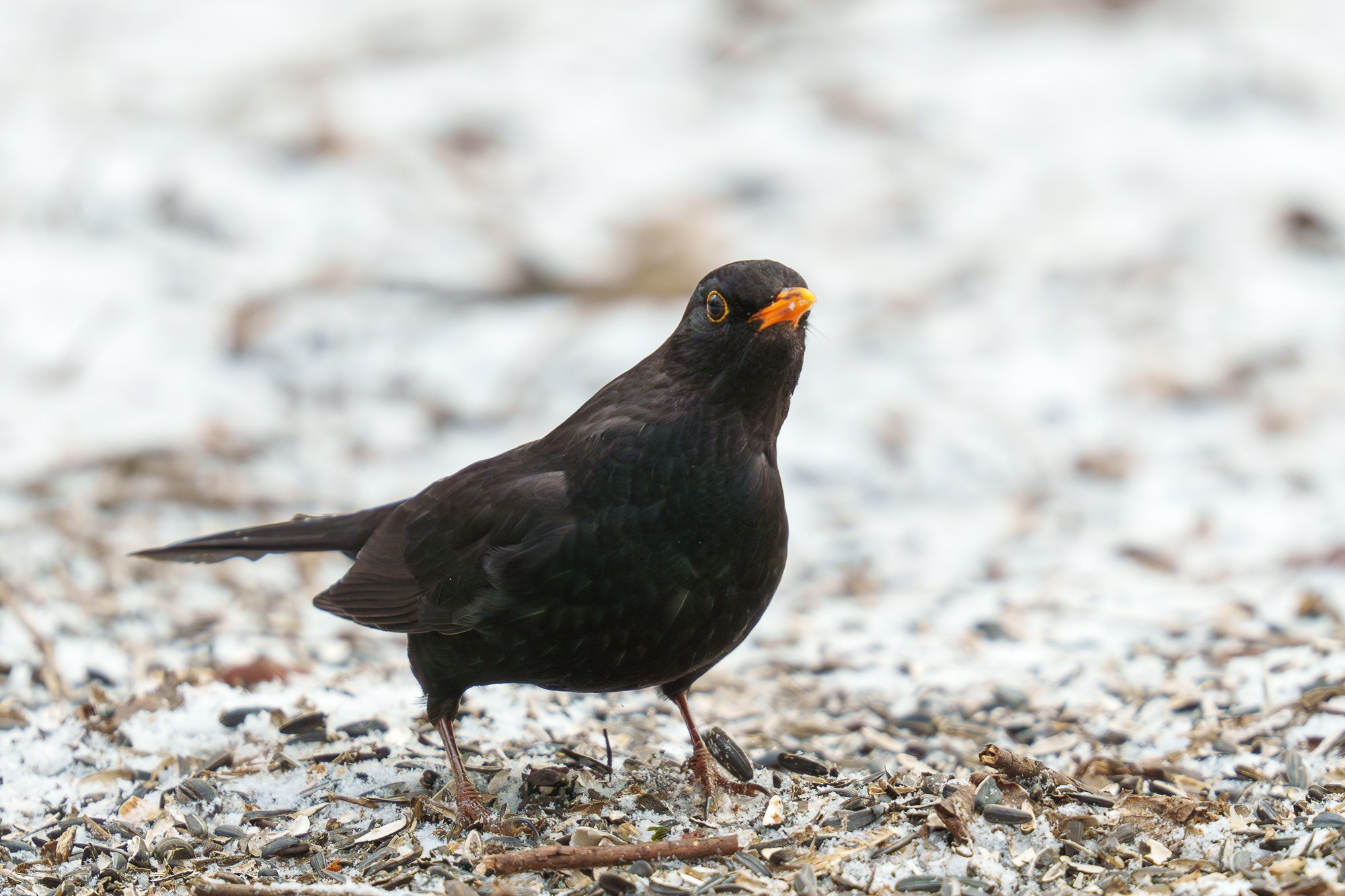 Удивительные мир птиц. Вокруг нас столько прекрасного — присмотритесь!. Ваш личный фотограф Марина Волкова