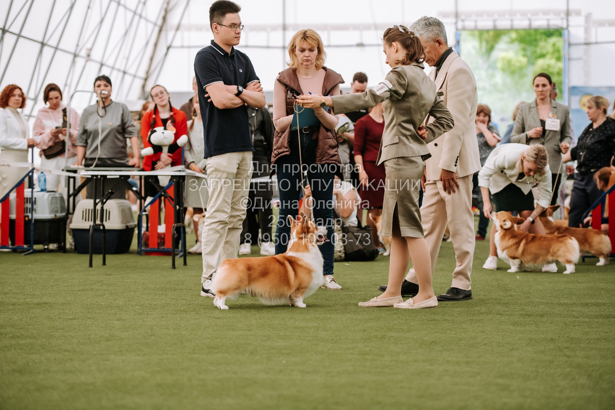 Выставка собак Красноярск 2.06. Фотограф Диана Оленина Красноярск / Братск