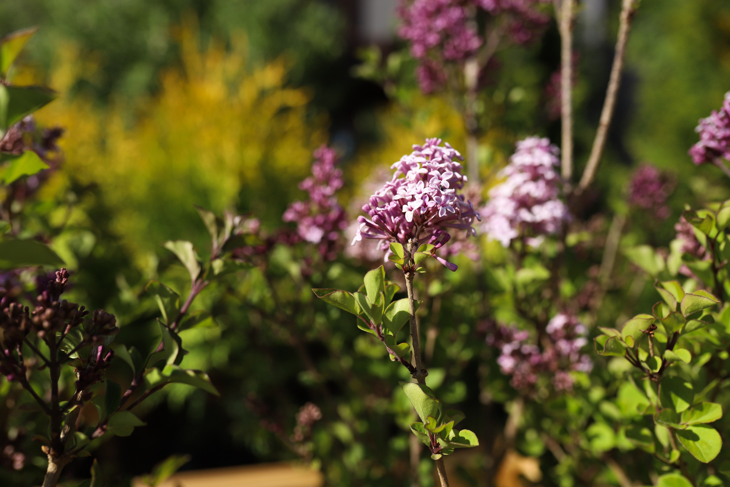 Садовый центр. Фотограф Эмилия Сафиуллина