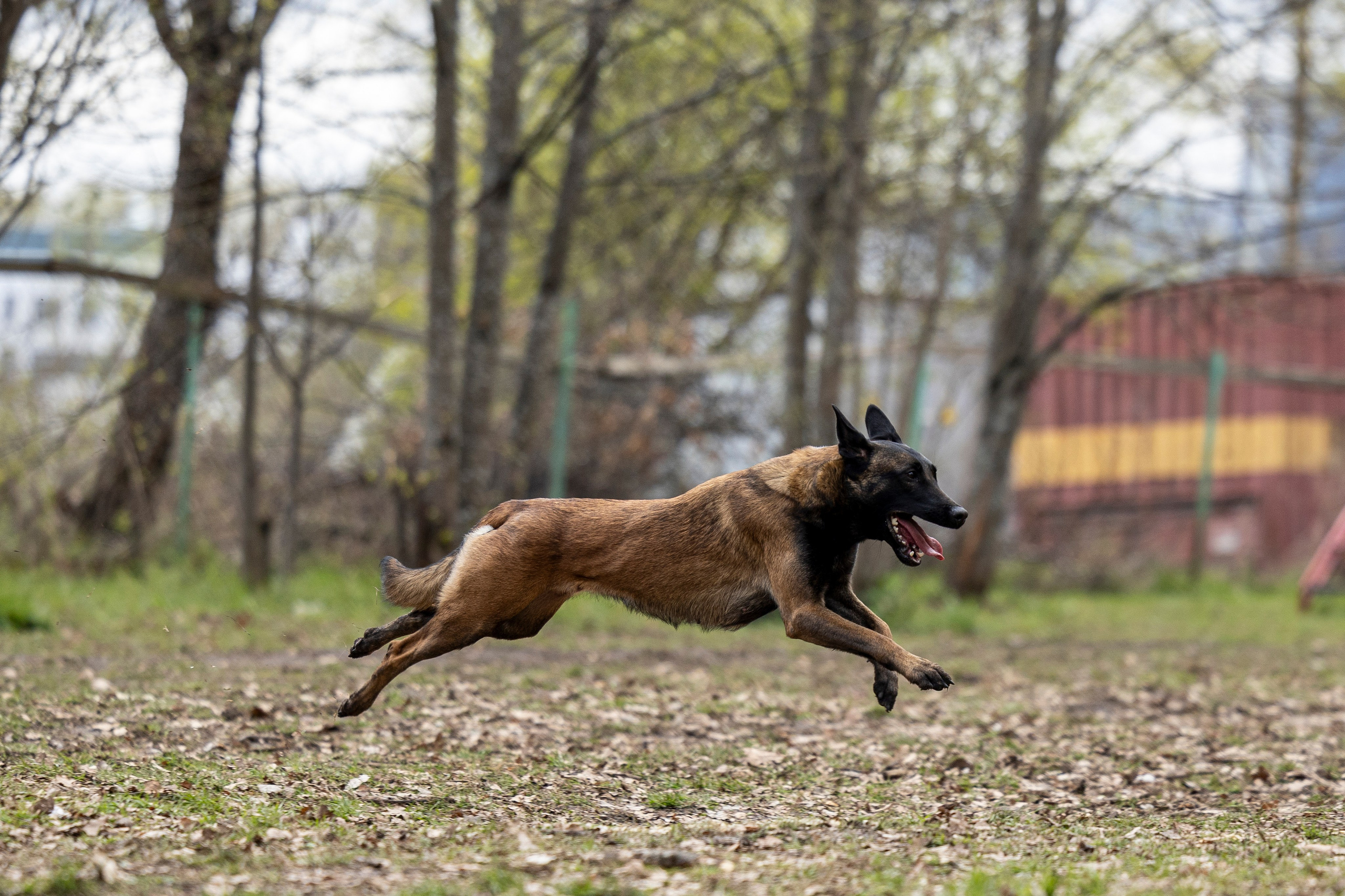 Квалификационные состязания по мондьорингу г. Вологда 11.05.24. Фотограф-анималист Анна Маринич