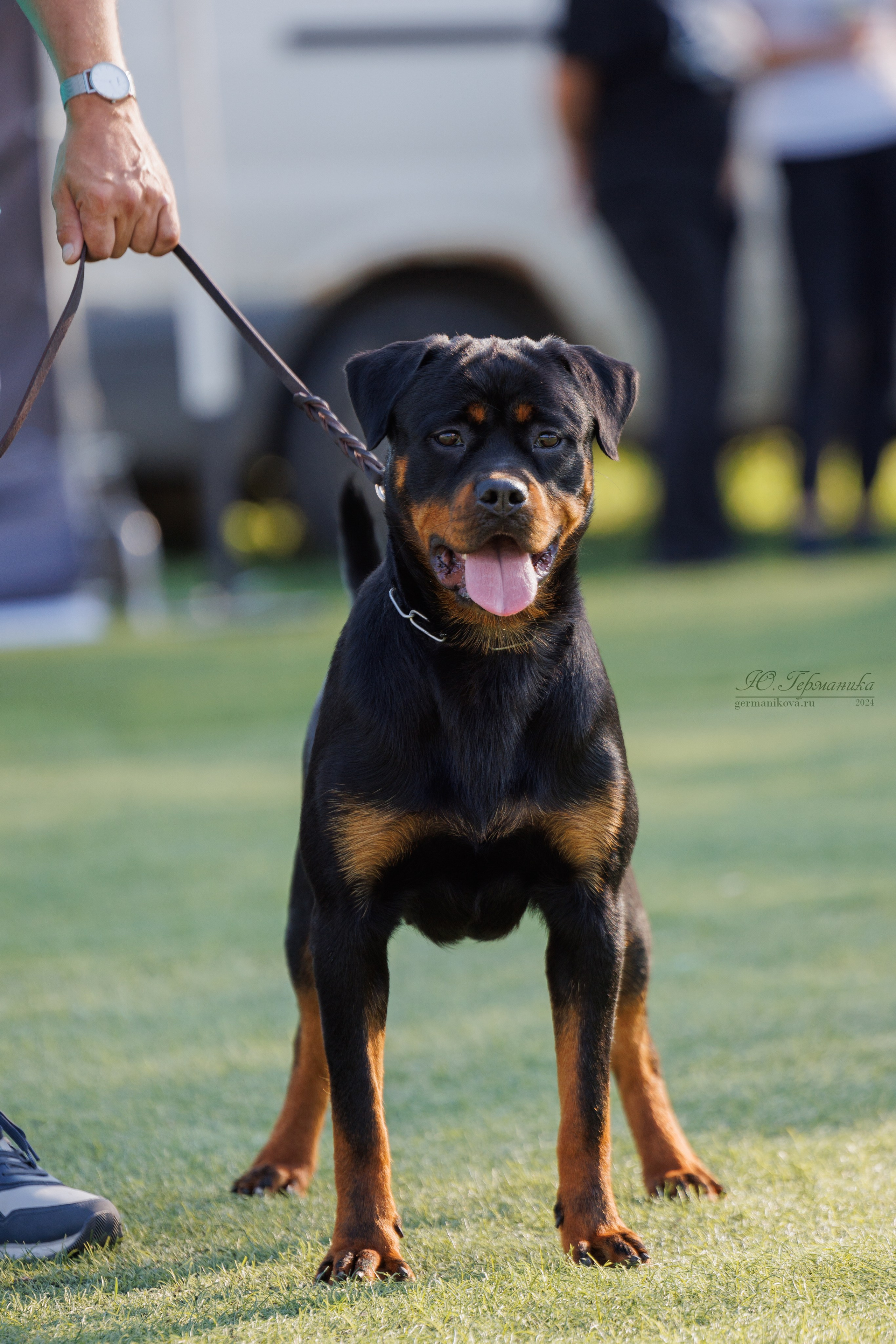 Анапа ротвейлеры 14-15.09.2024. Фотограф-анималист Юлия Германика