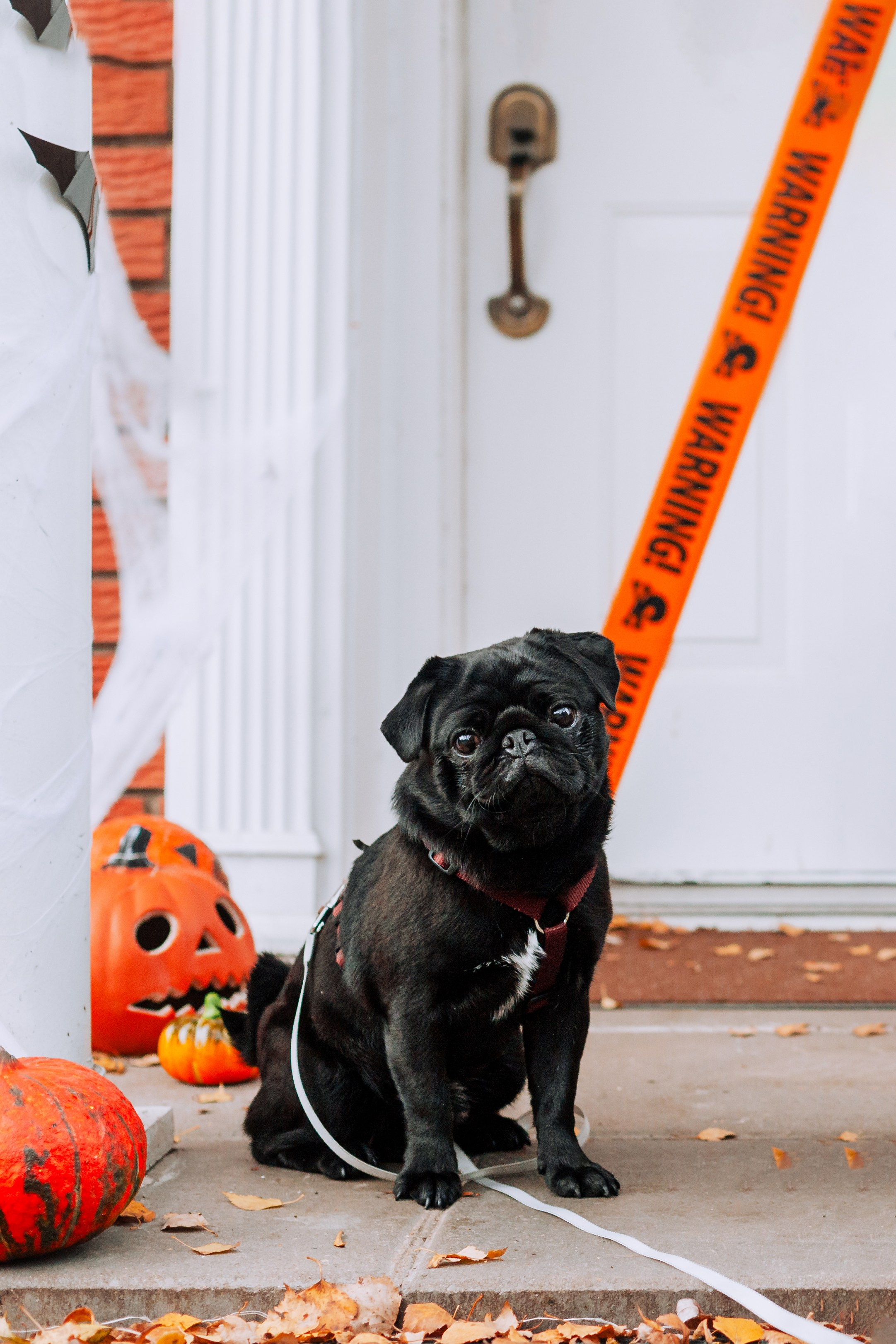 Оля, Харви, Луис. Фотограф-анималист Татьяна Степанова