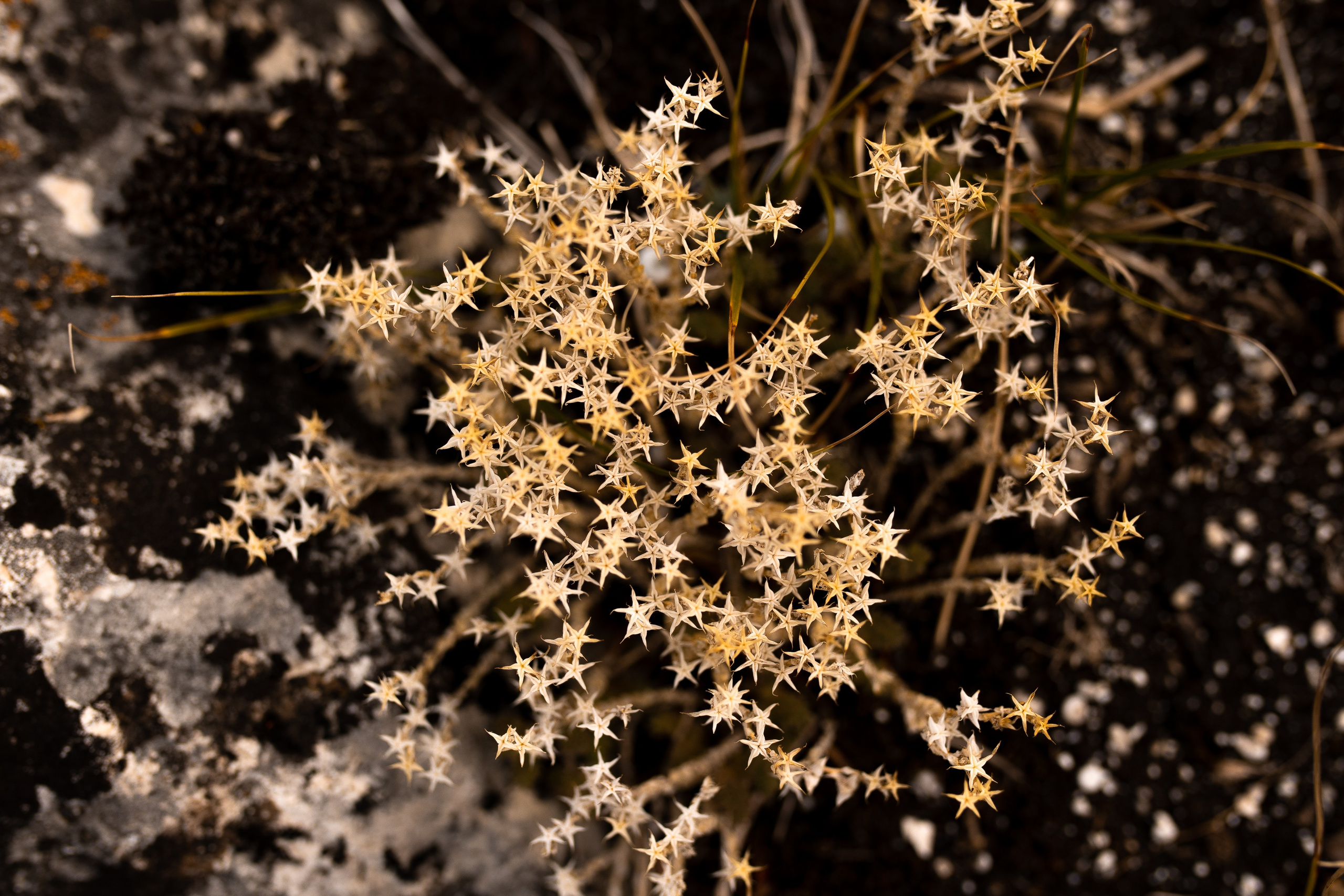 ЦВЕТНЫЕ ФОТОГРАФИИ. Никита Аничкин фото и видео оператор из России