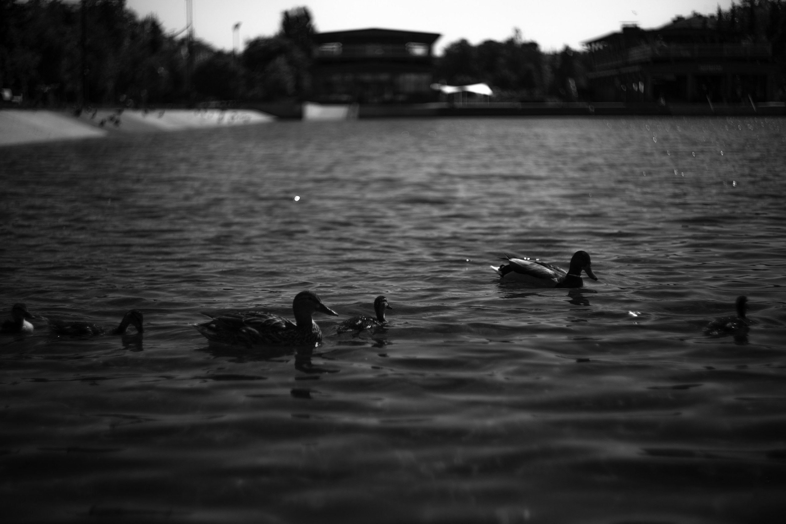 ЧЕРНО-БЕЛЫЕ ФОТОГРАФИИ. Никита Аничкин фото и видео оператор из России