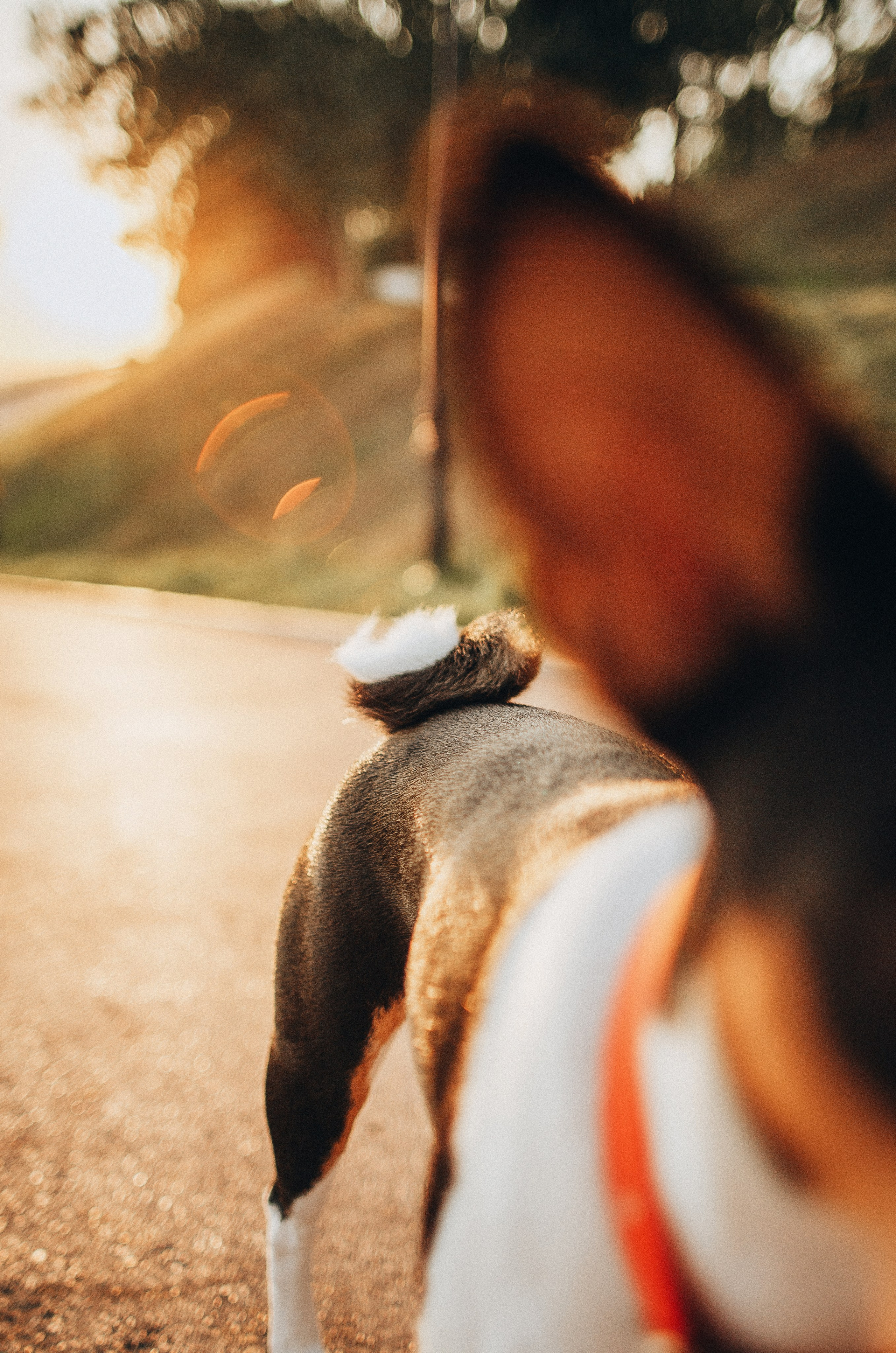 Лена, Никита и Эсма. Фотограф-анималист Богданова Полина
