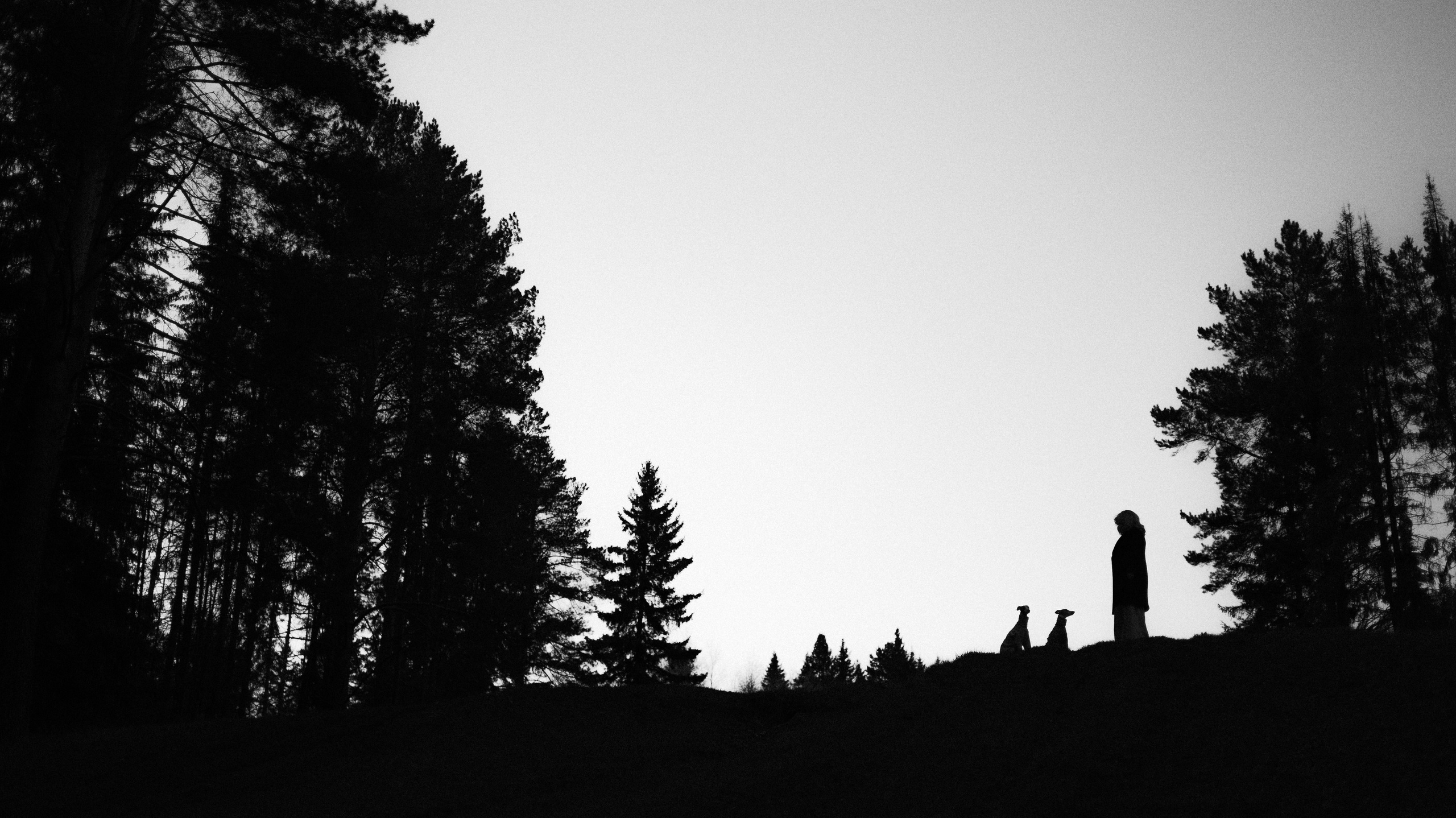 Вика, Джем и Белла. Фотограф-анималист Богданова Полина