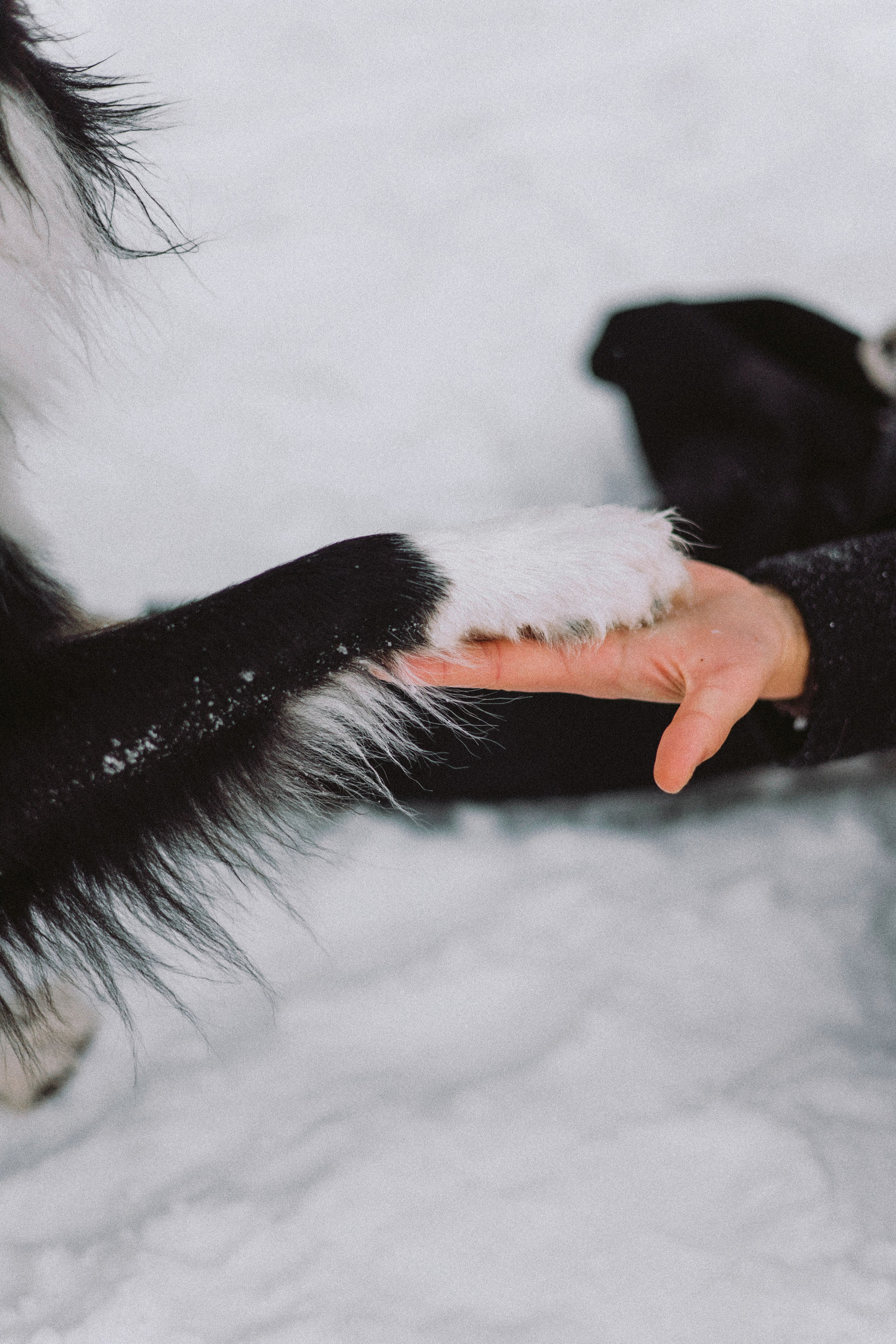 Алина и Найт. Фотограф-анималист Богданова Полина