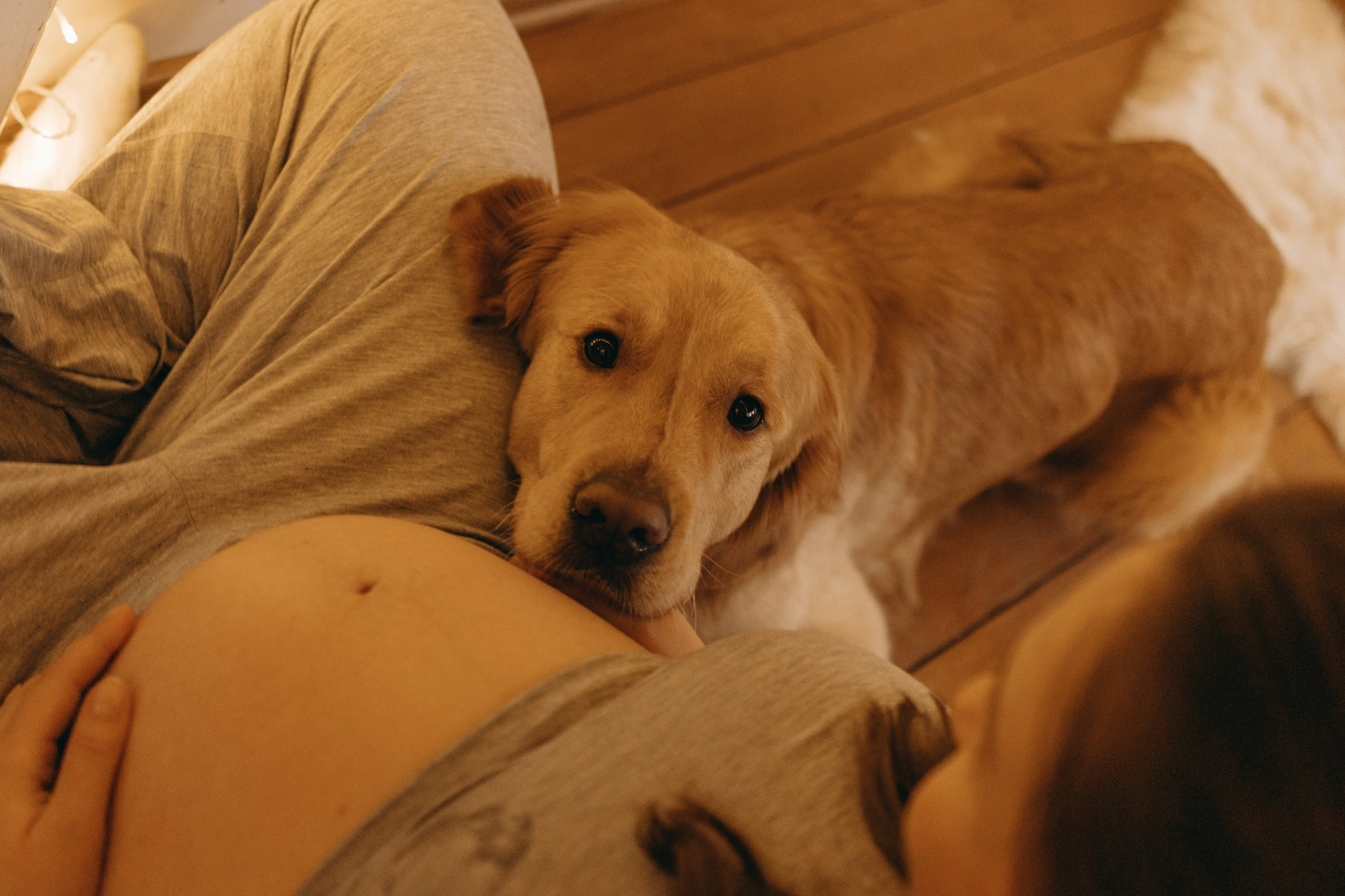 Вегас, Веник и их семья. Фотограф — Анималист | Санкт-Петербург