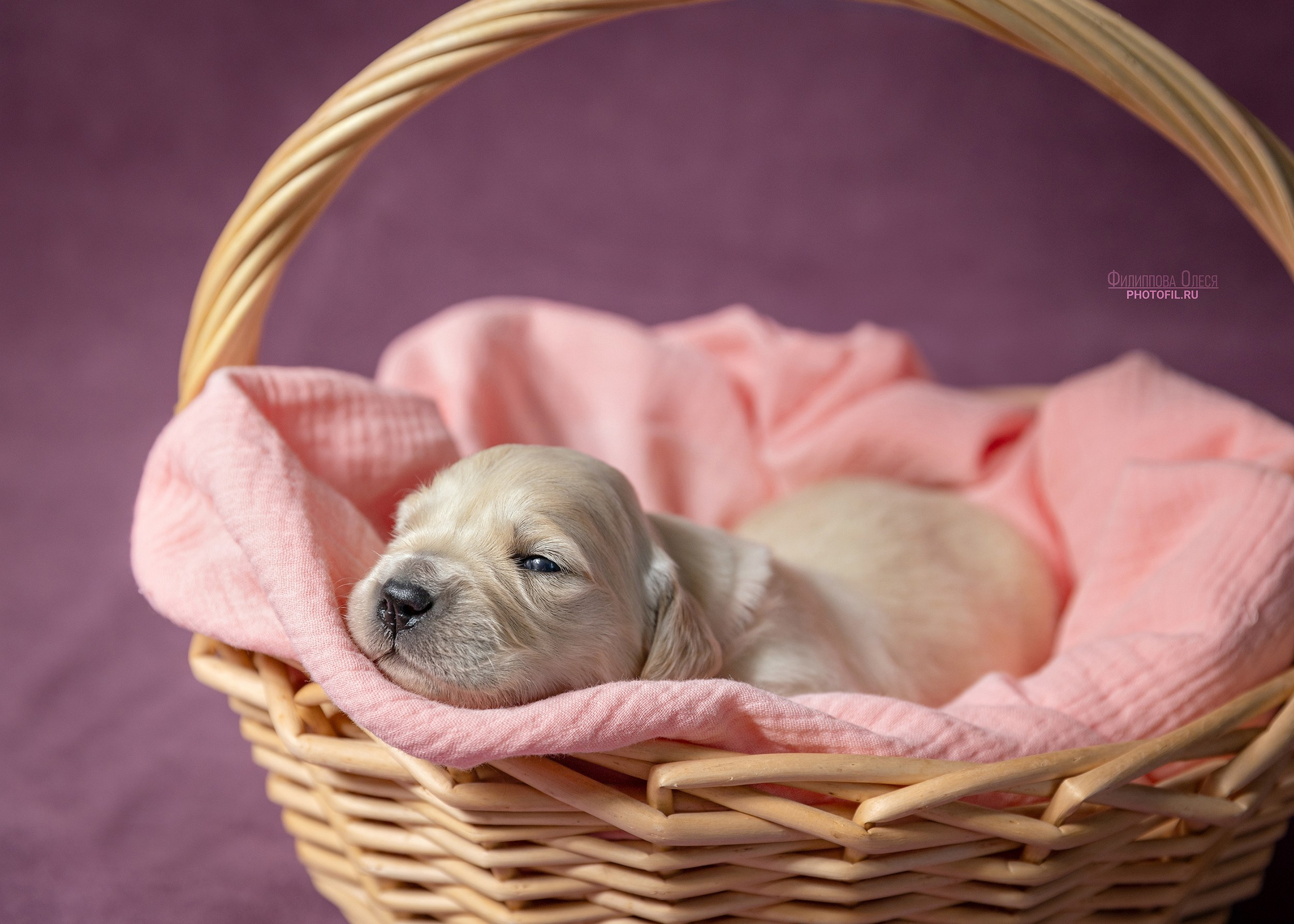 Нежные фото щенков Золотистого ретривера для питомника Aldis Zheneris. Главная