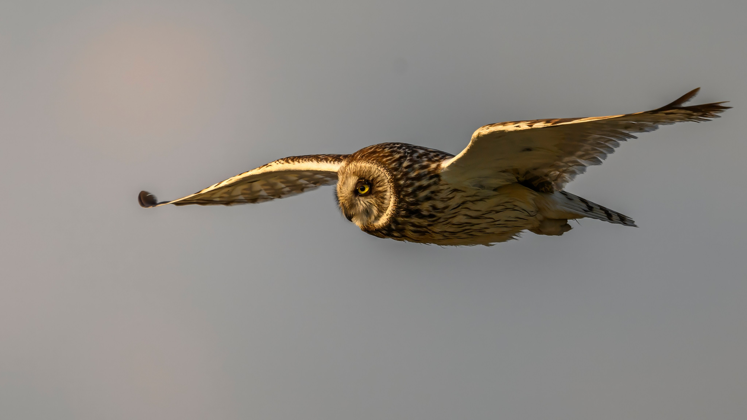 Совы на рассвете. Фотограф Сергей Пупонин