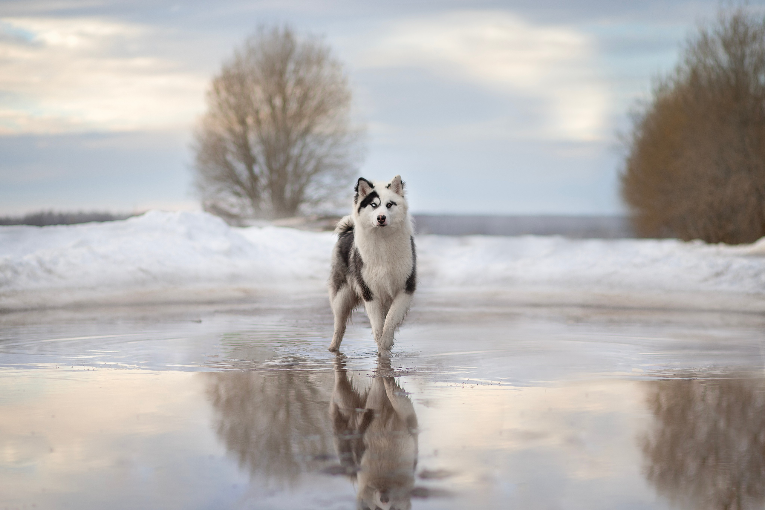 Фотосъёмка собак. Семейный и анималист фотограф в Переславле Анастасия Гусева