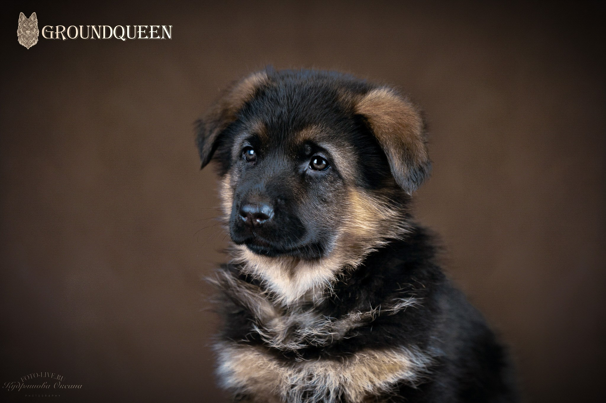 Щенки немецкой овчарки. Фотограф 📸 анималист, предметный, репортажный