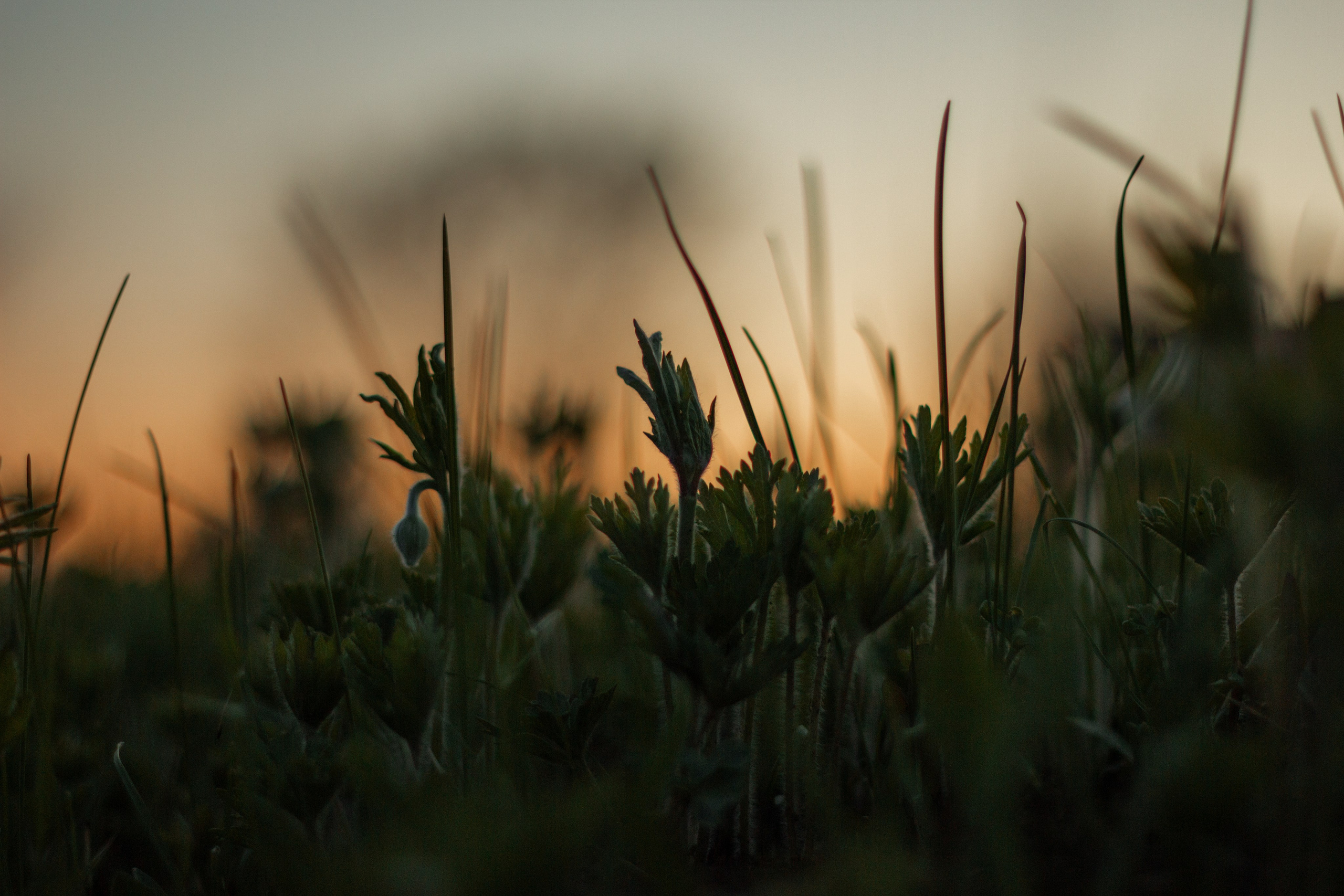 15.05.2025 | Сосновоборск. Kuznetsov | Фотограф в Красноярске