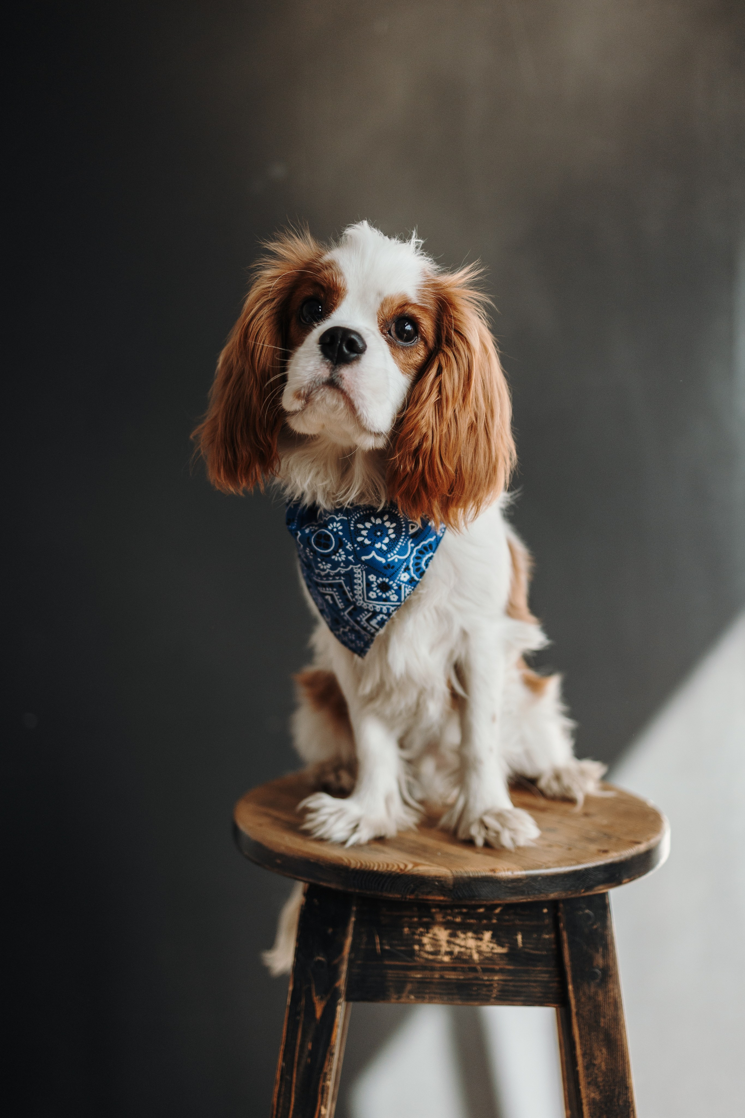 Плуто и его семья. Фотограф — Анималист | Санкт-Петербург