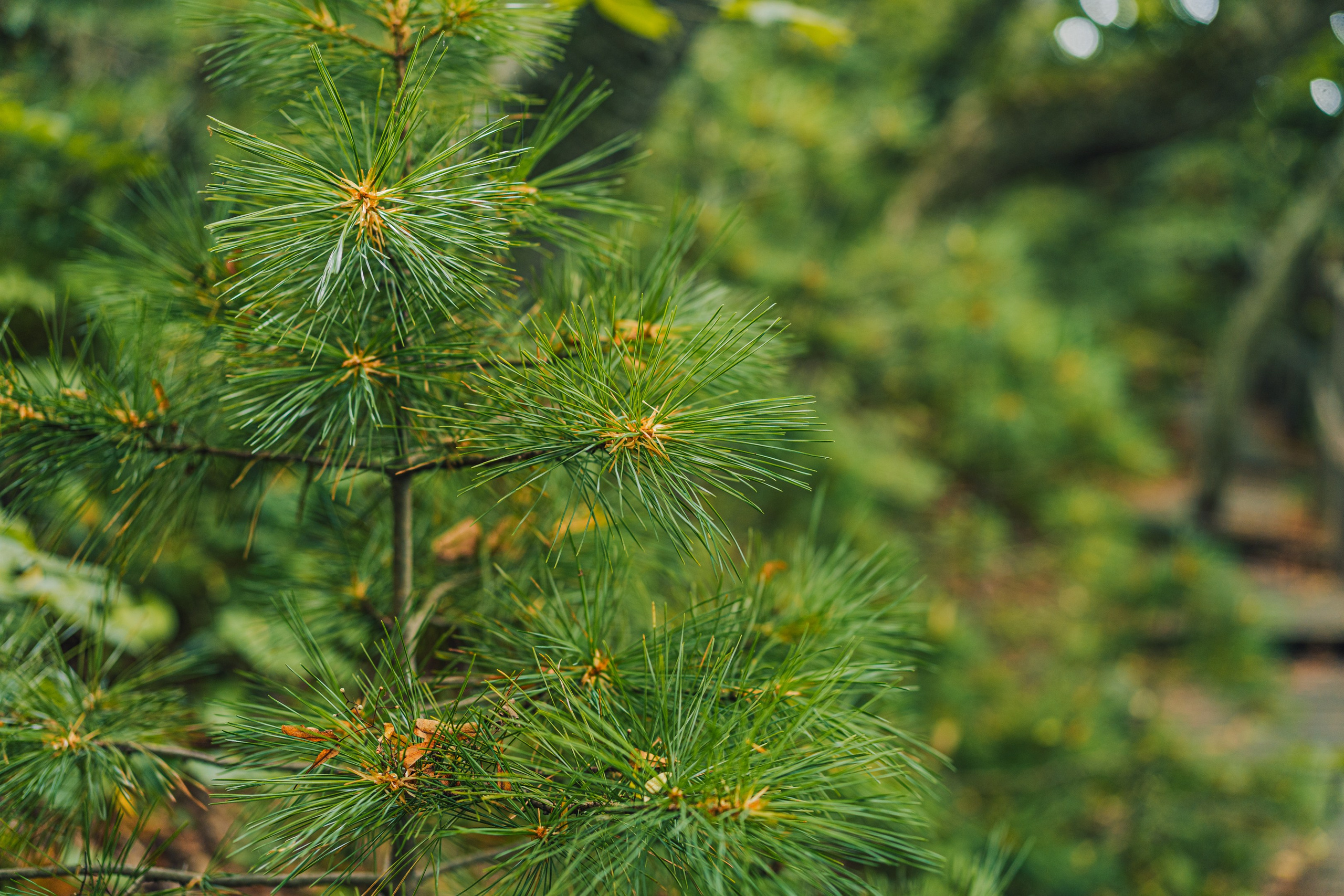 Тисовая роща | Остров Петрова. Иван Зайцев (IZIART) — создание культурного кода через фото и видео