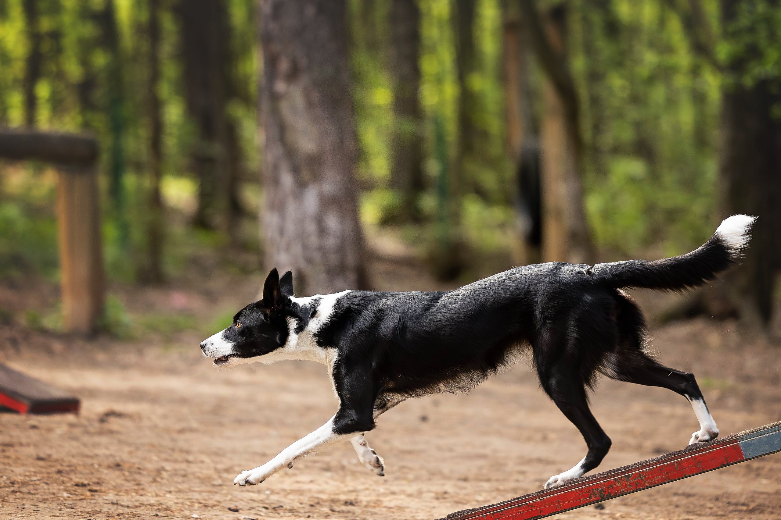 Тренировка аджилити. Фотограф Анималист в Перми Анастасия Остерман