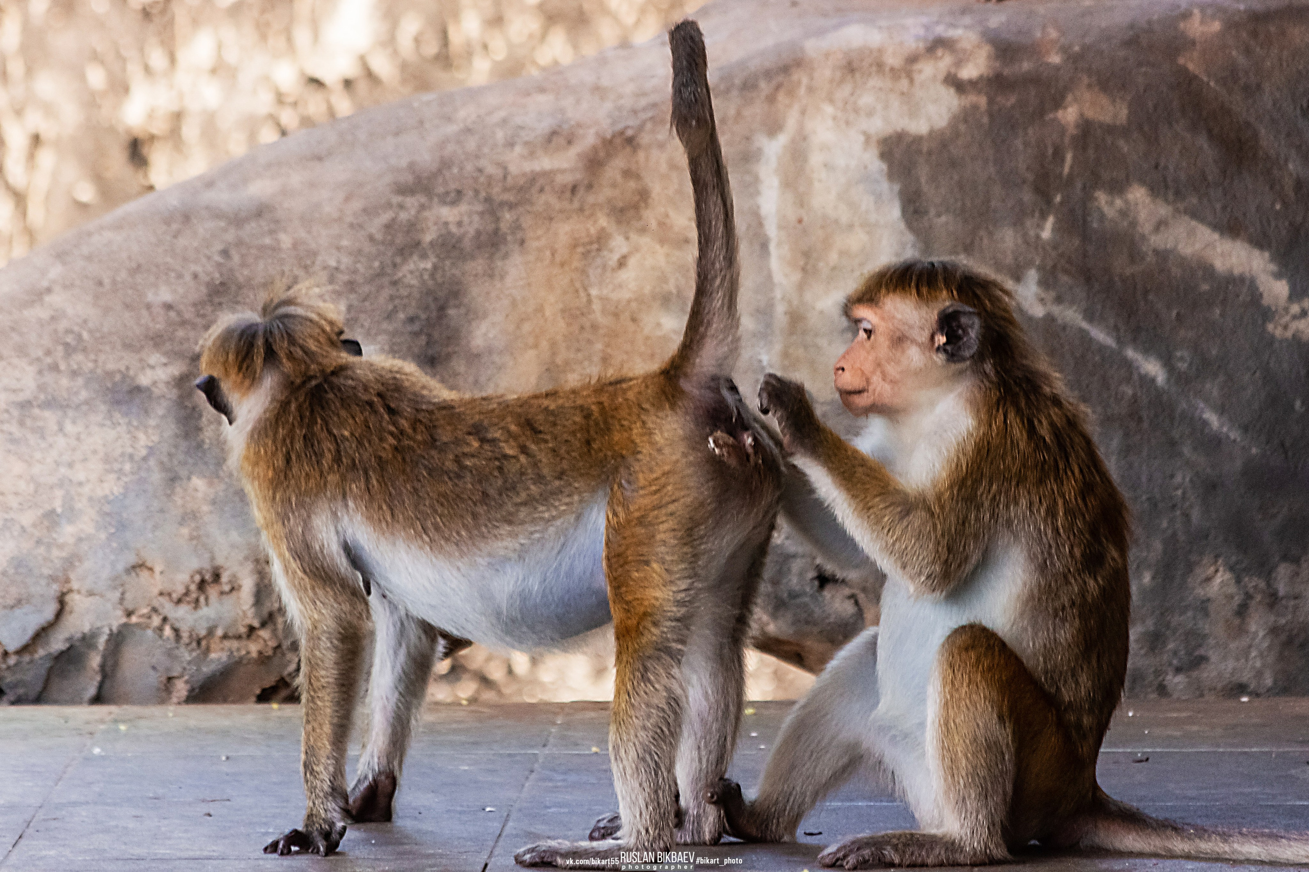 ШРИ-ЛАНКА 2025 / SRI LANKA 2025. Главная