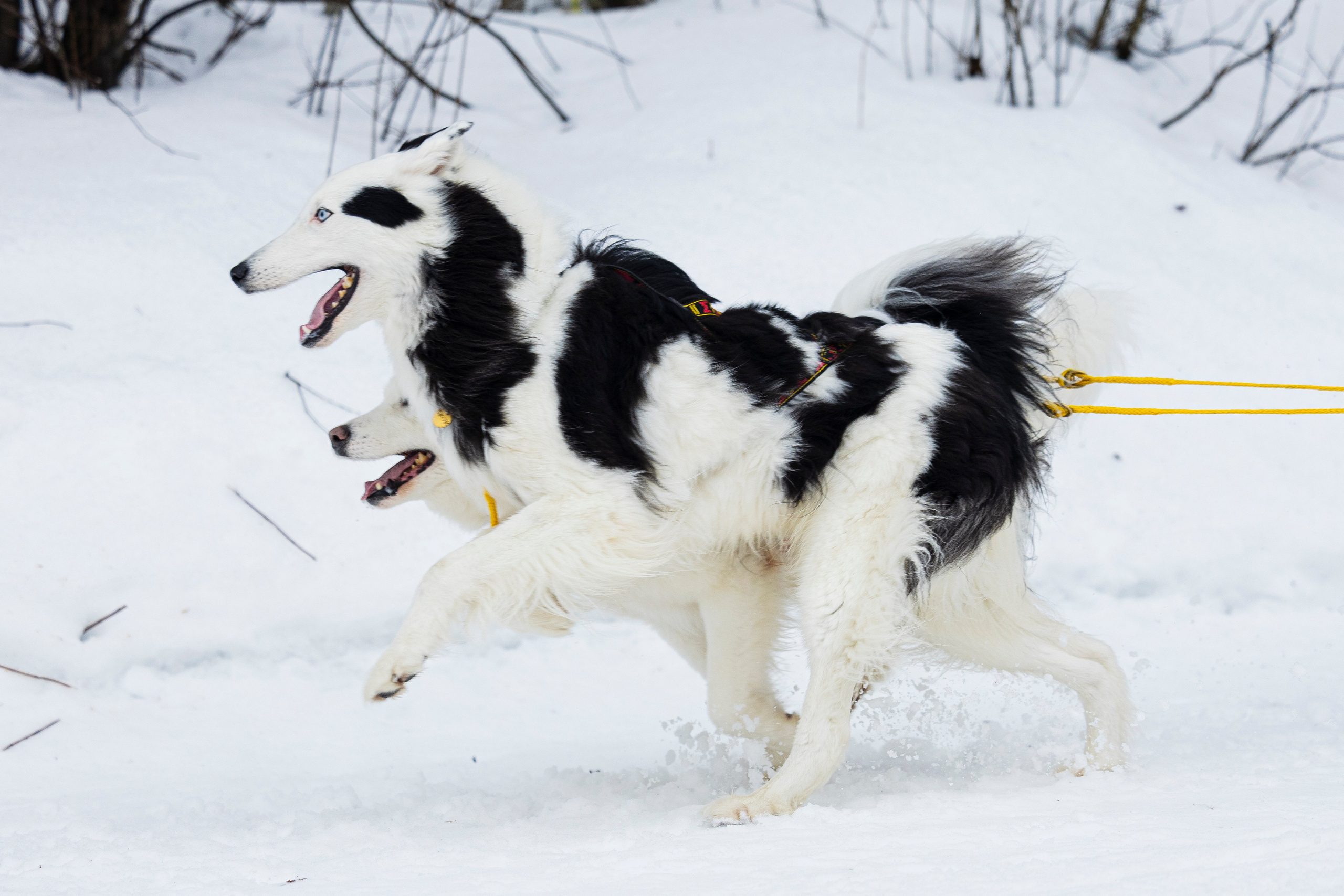 Зимний Чемпионат Санкт-Петербурга по ездовому спорту. Фотограф-анималист Анна Маринич