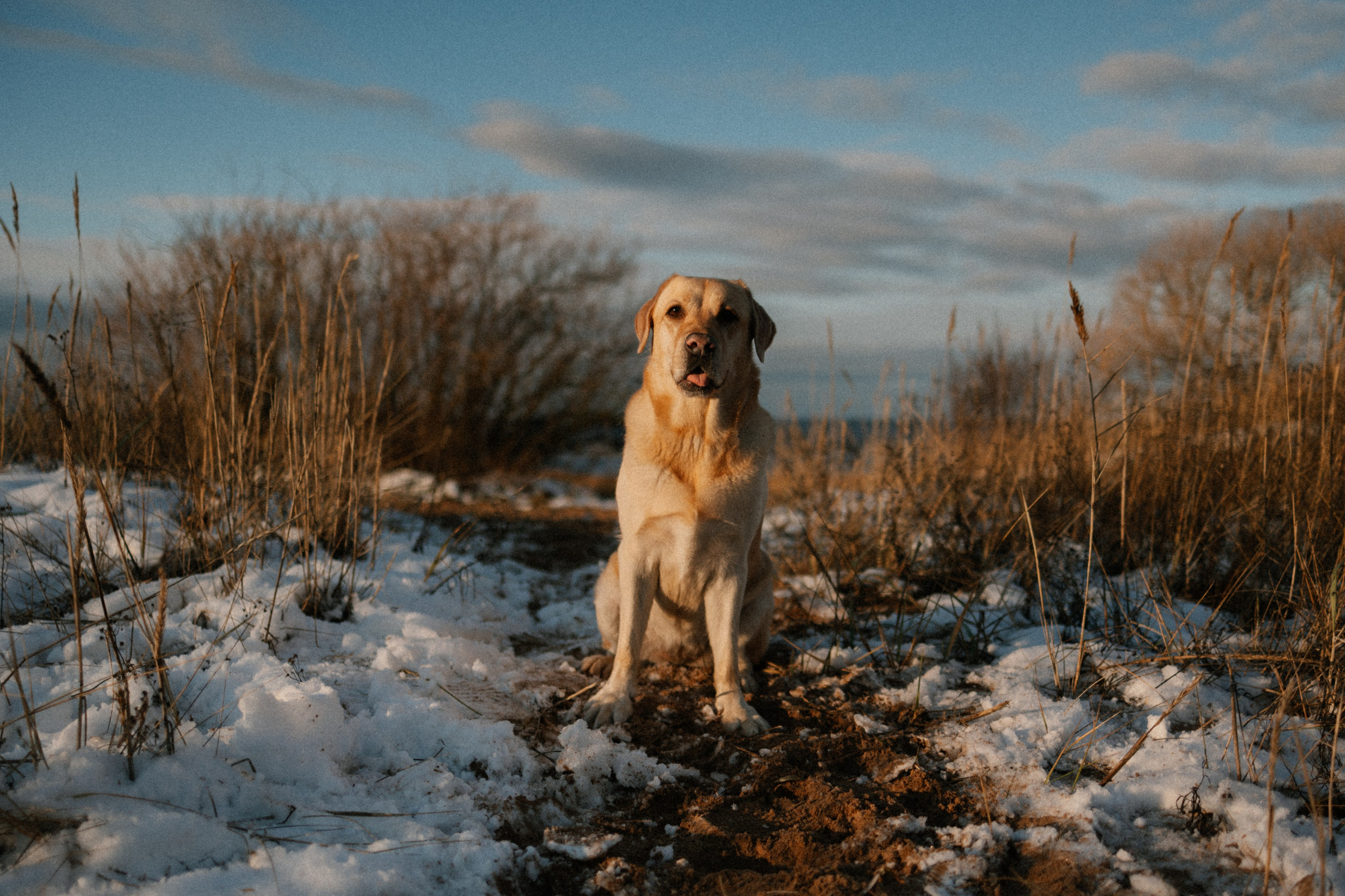 Ирина и Бася. Фотограф — Анималист | Санкт-Петербург