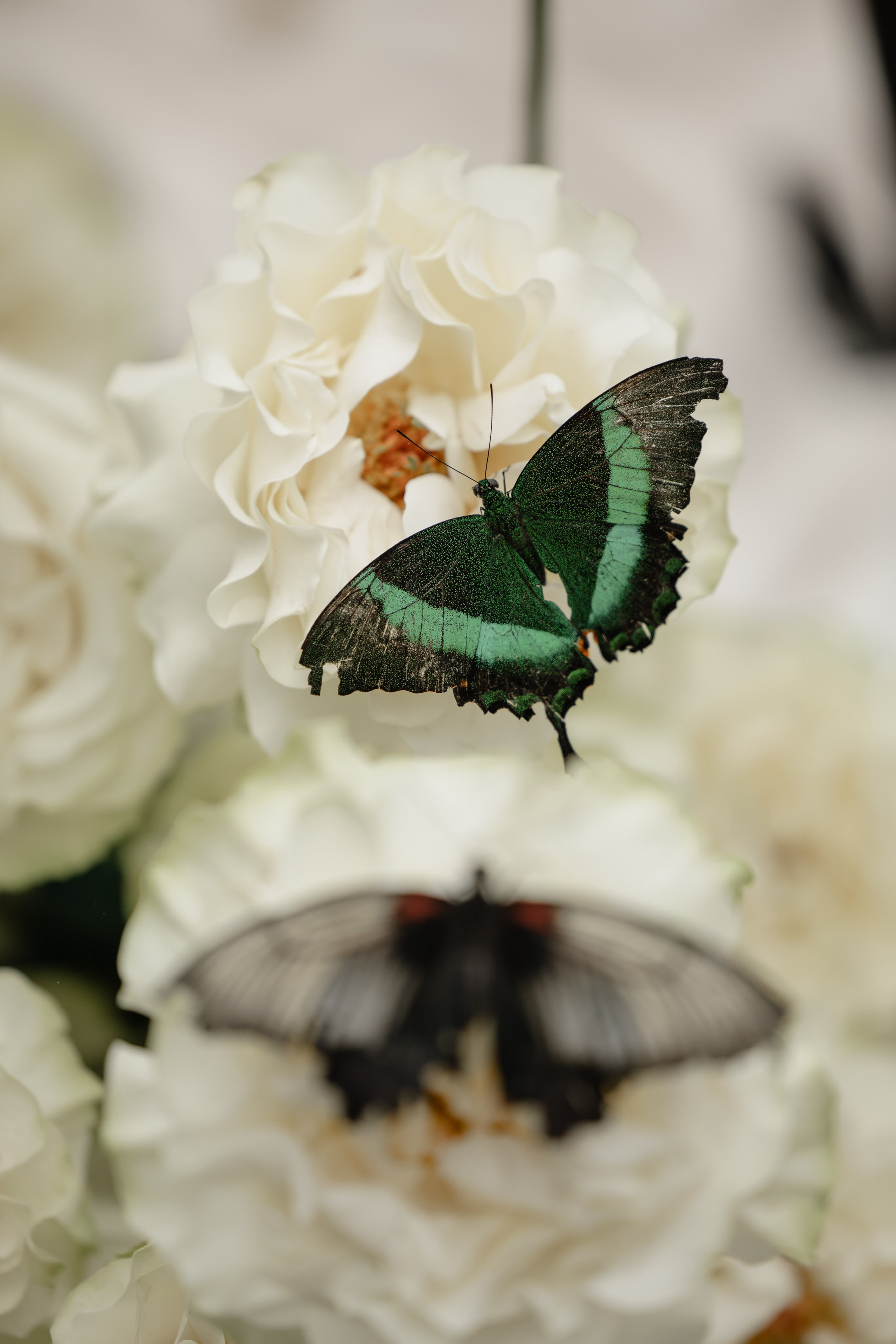 Кирилл & Анастасия. Организатор- Елена Гаманович. Главная