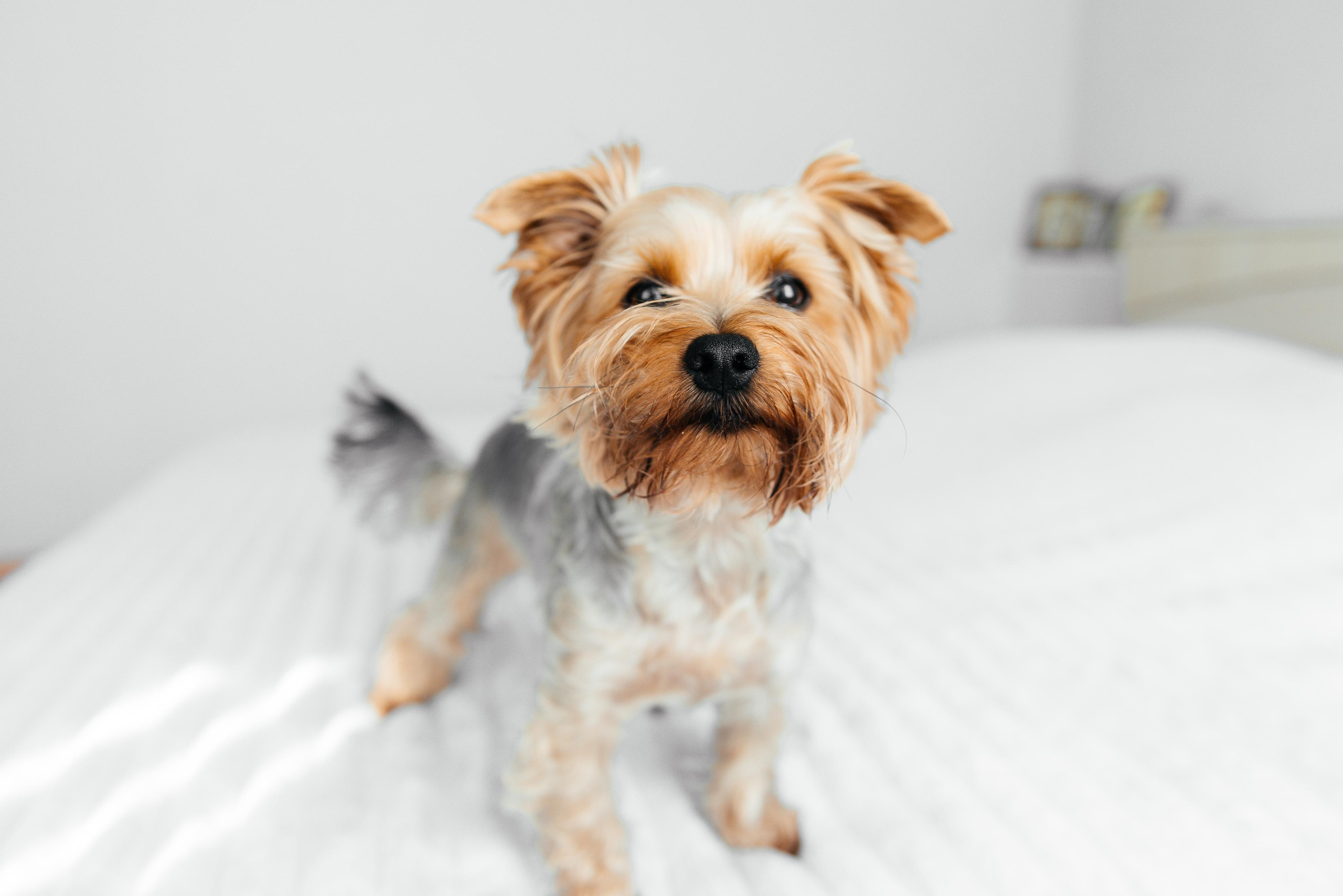 Аня и Алексей. Свадебный и семейный фотограф в Воронеже Катя Кулеш