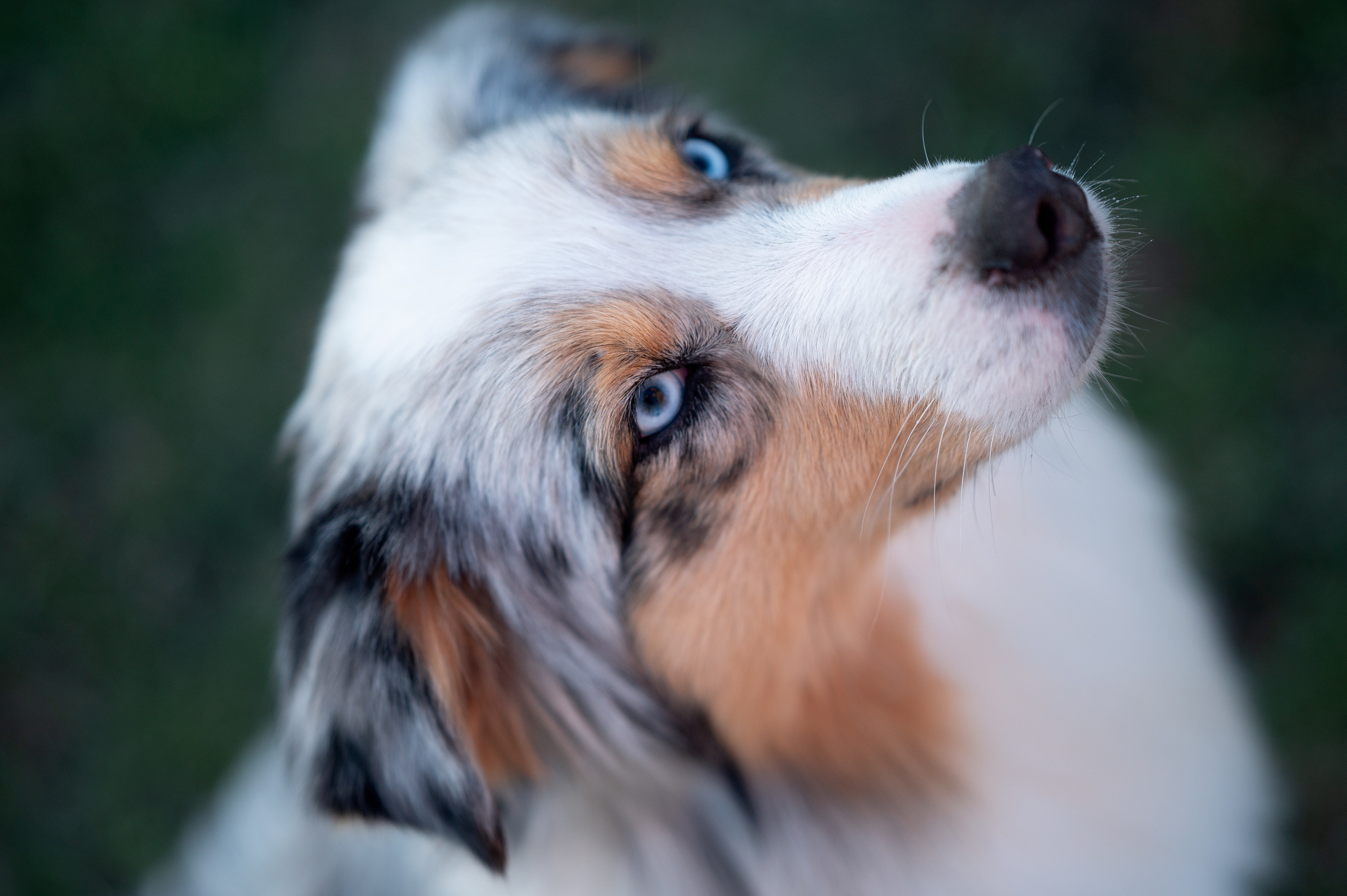 Заводчик Влада Эльман. Творческий фотограф Вологда