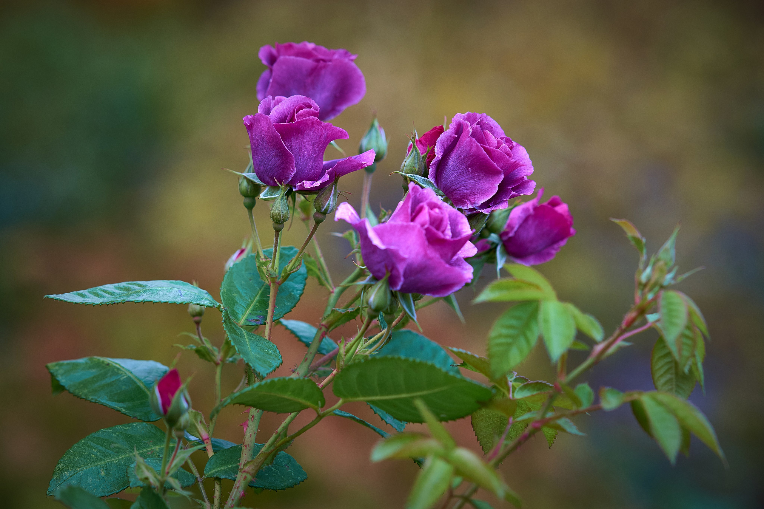 Наша мать — природа. Фотограф Владимир Артамонов