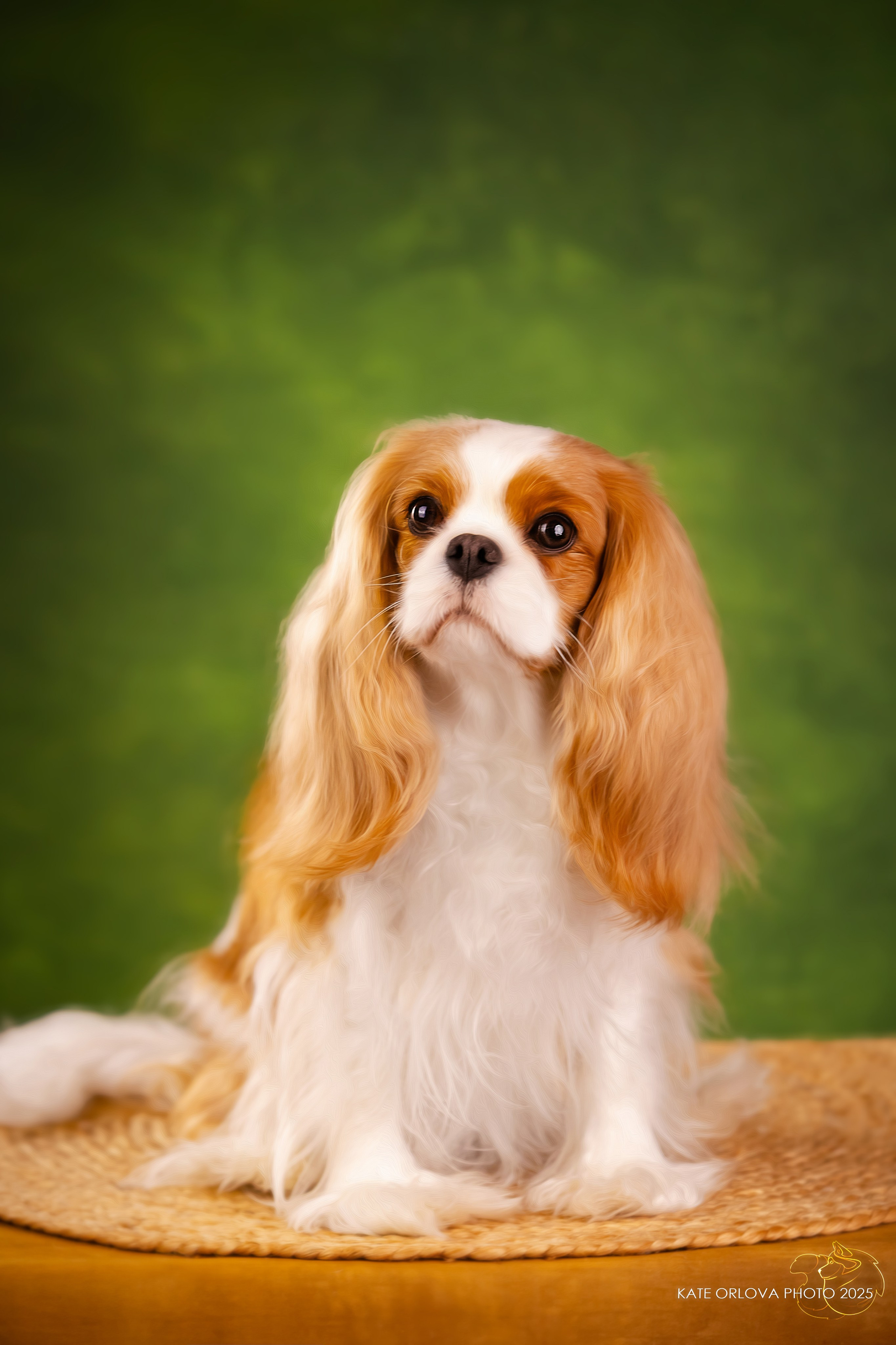 Суки. Питомник кавалер кинг чарльз спаниелей