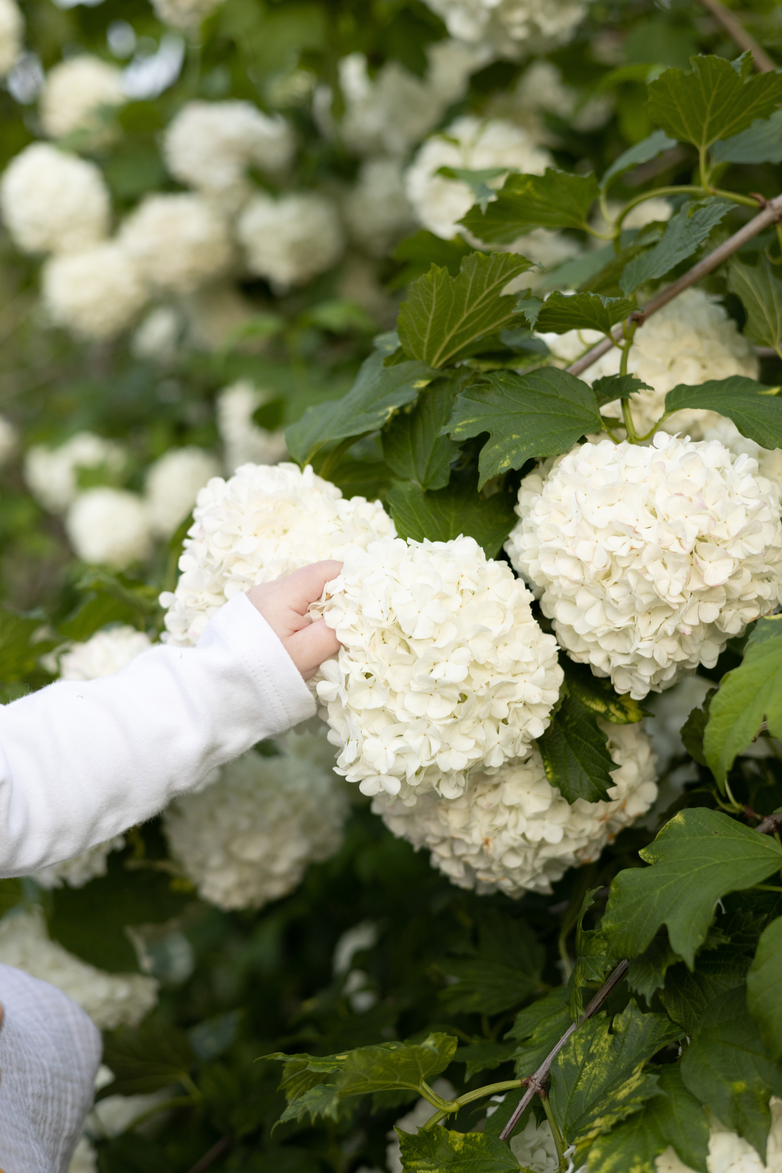Кира. Станисис Мила • Ньюборн фотограф в Москве