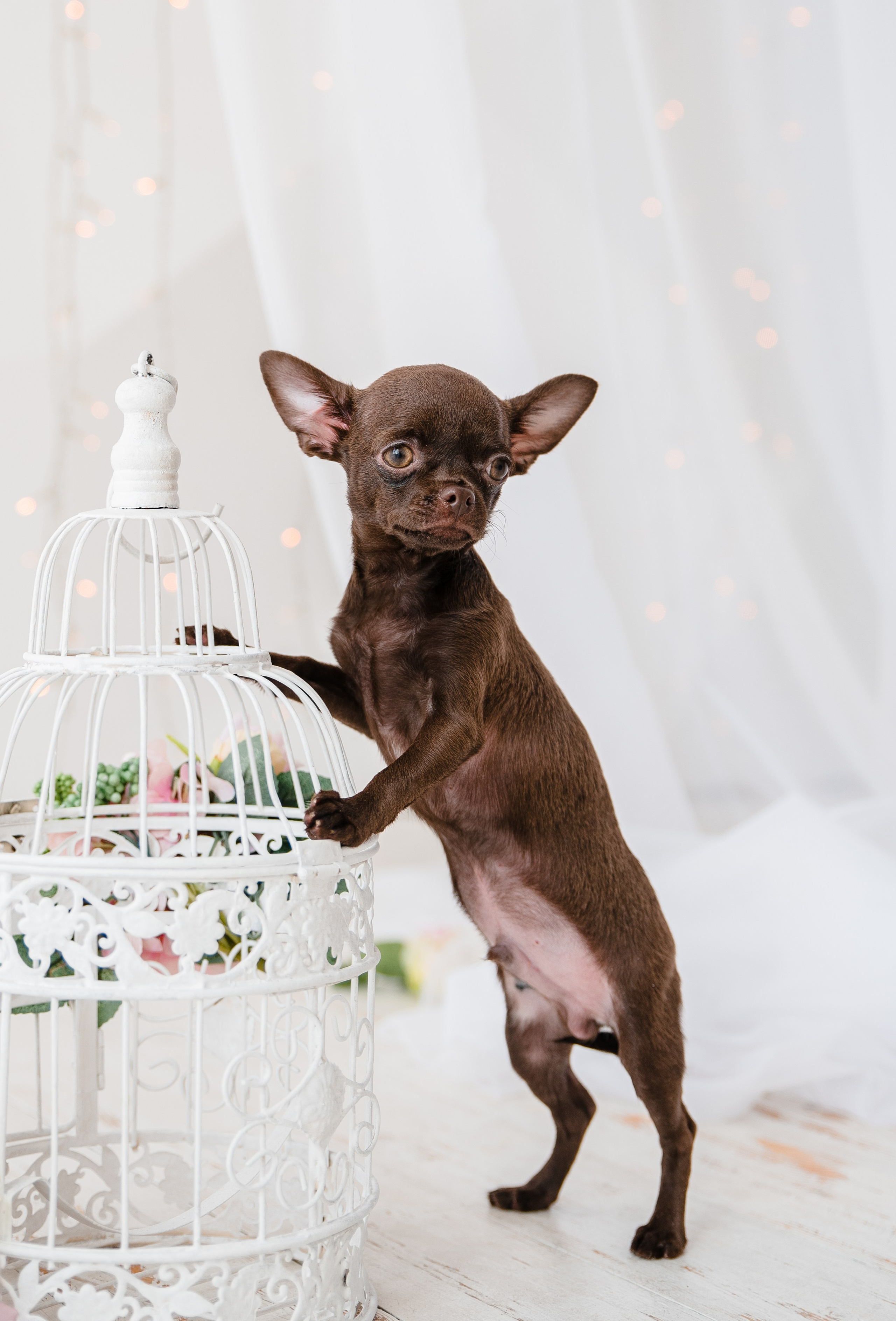 Чихуа Ахуа студия. Главная